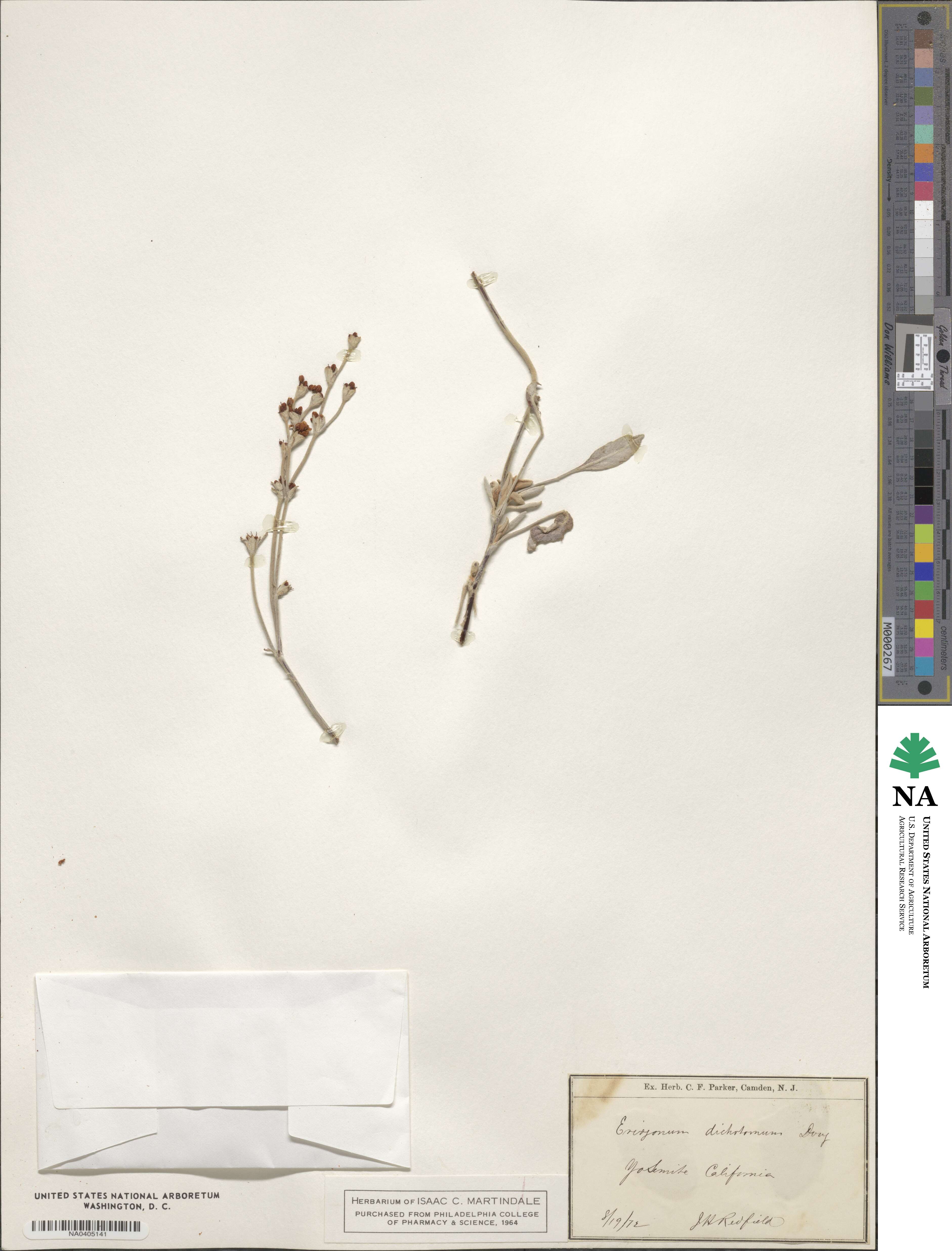 Eriogonum niveum image