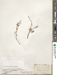 Eriogonum niveum image