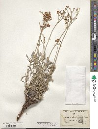 Eriogonum niveum image