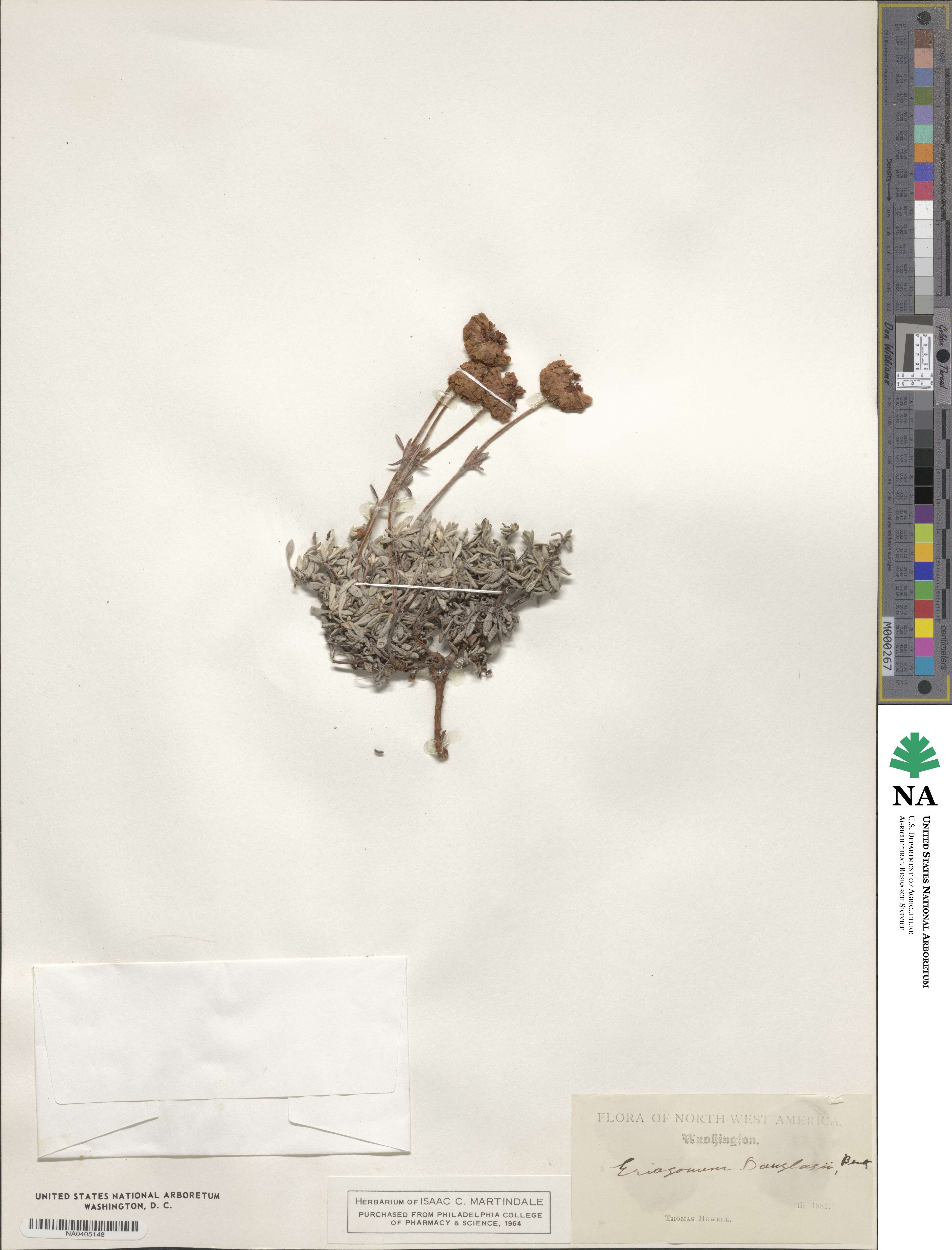 Eriogonum douglasii image