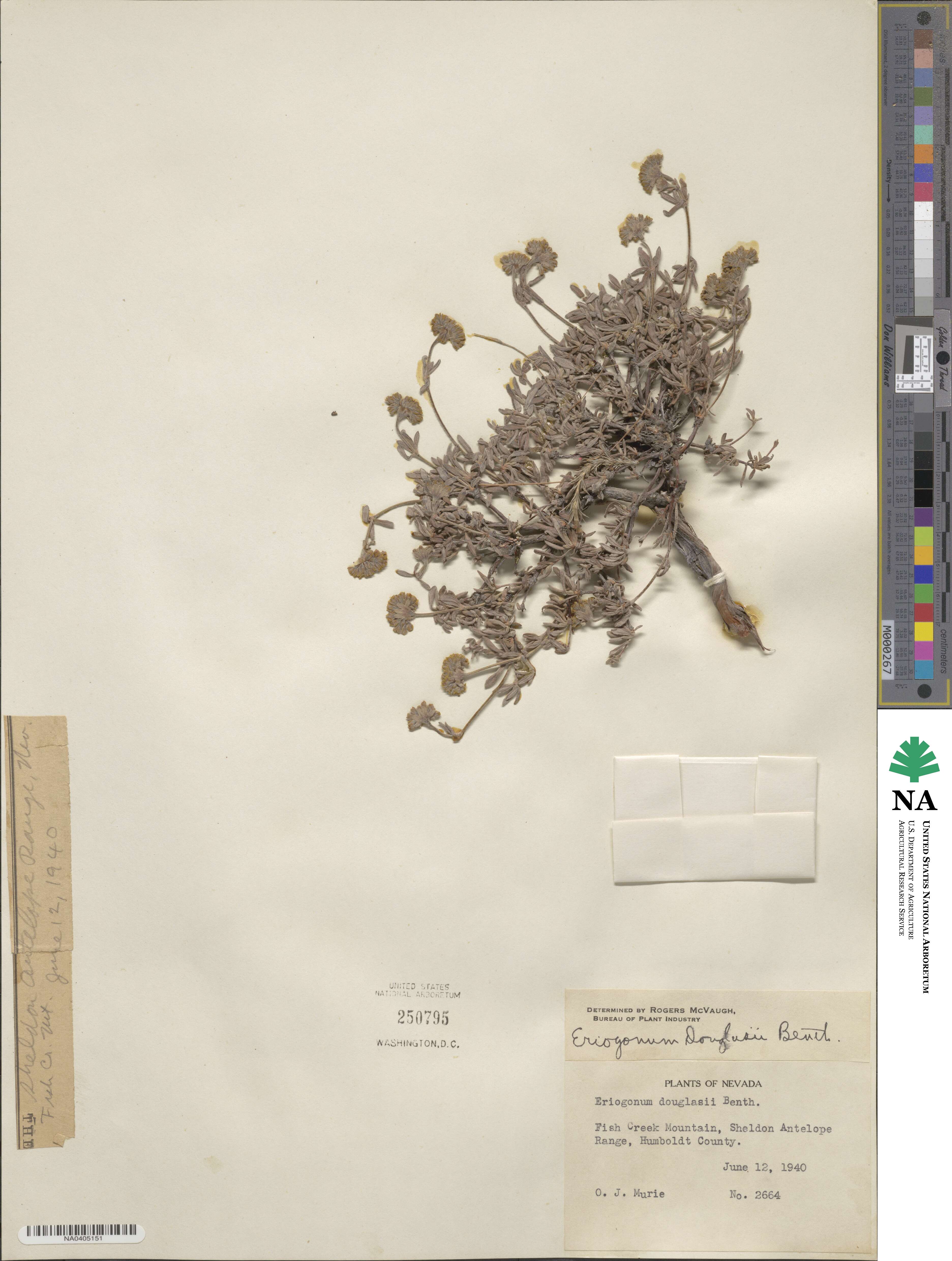 Eriogonum douglasii image