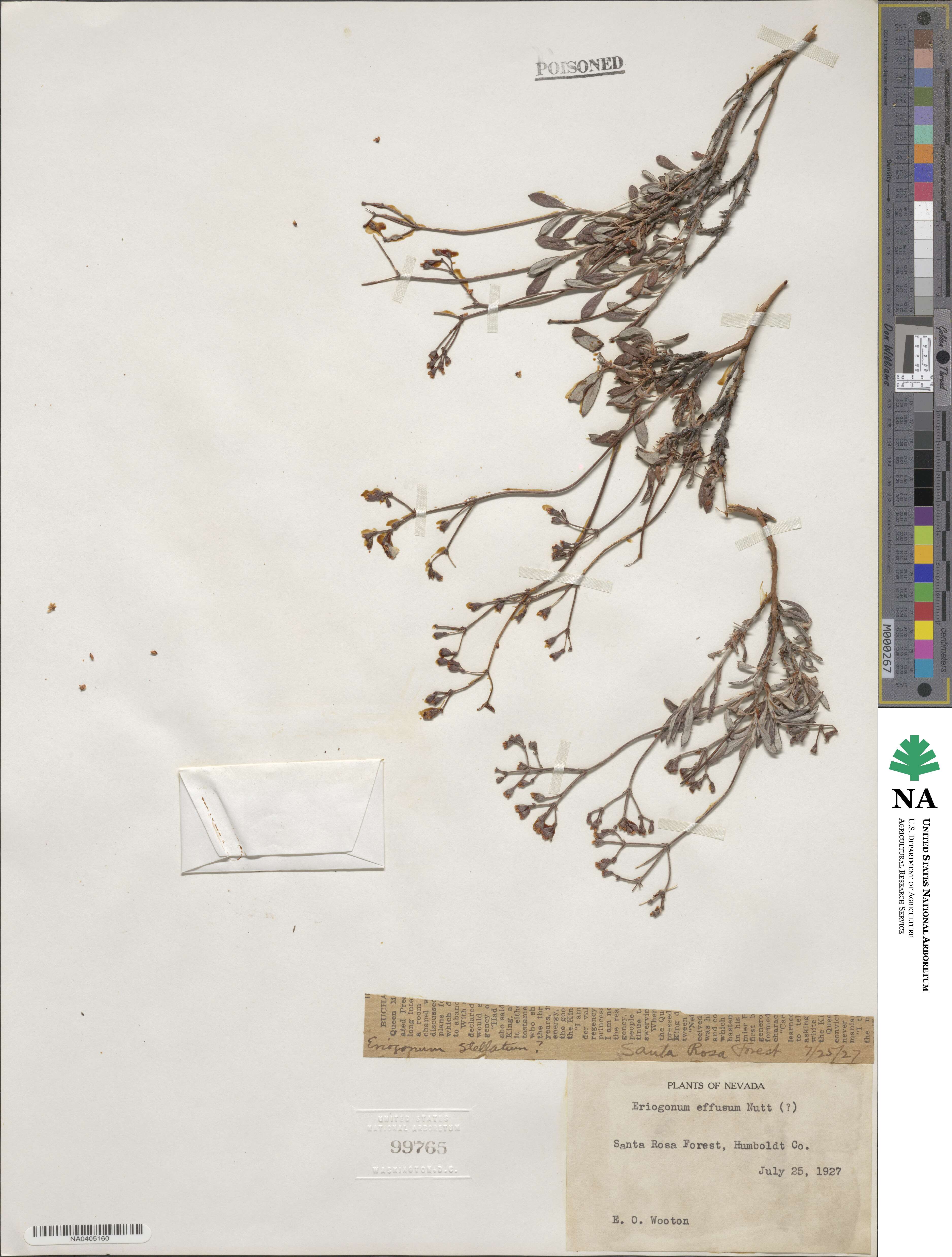 Eriogonum effusum image