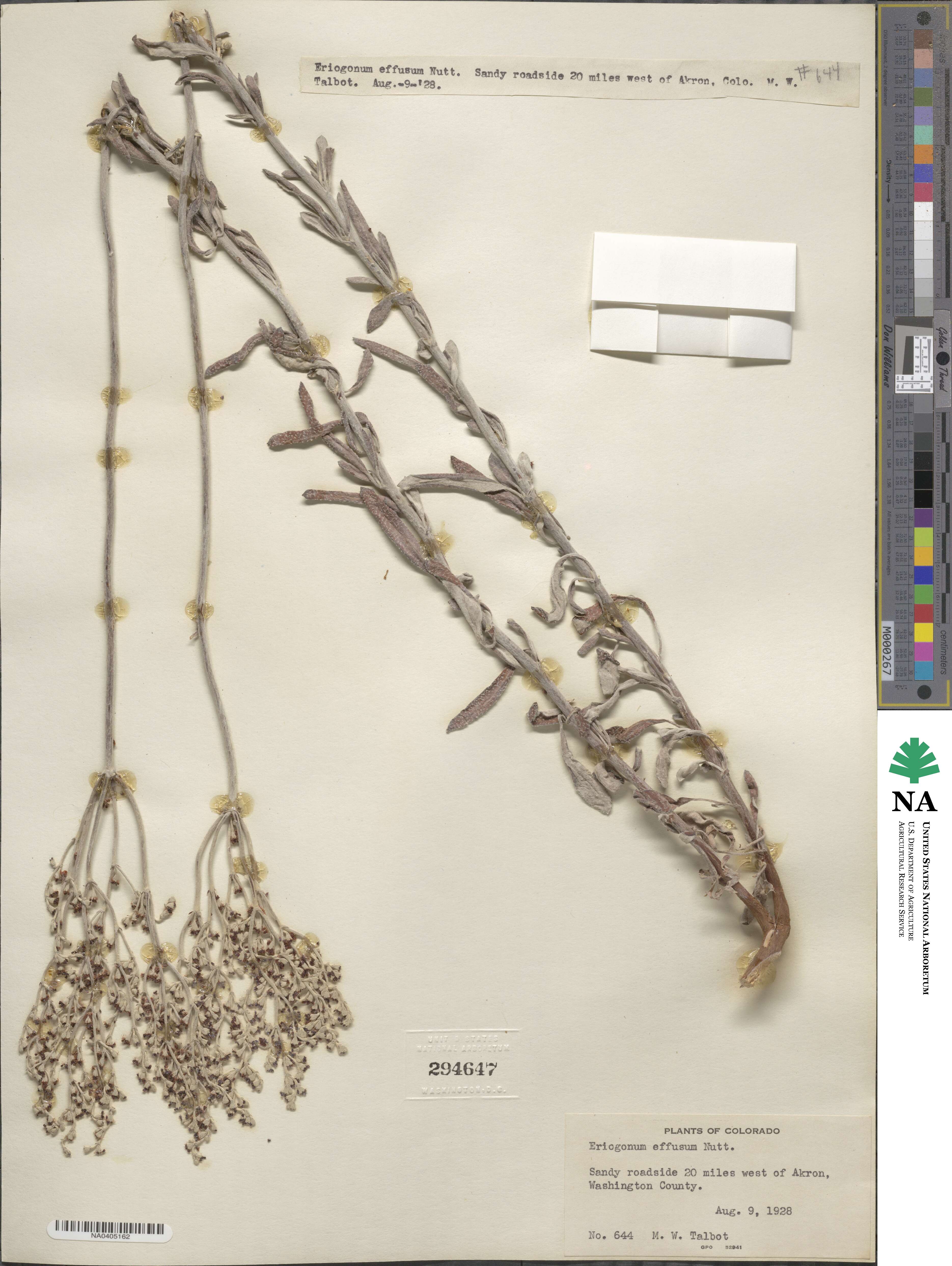 Eriogonum effusum image