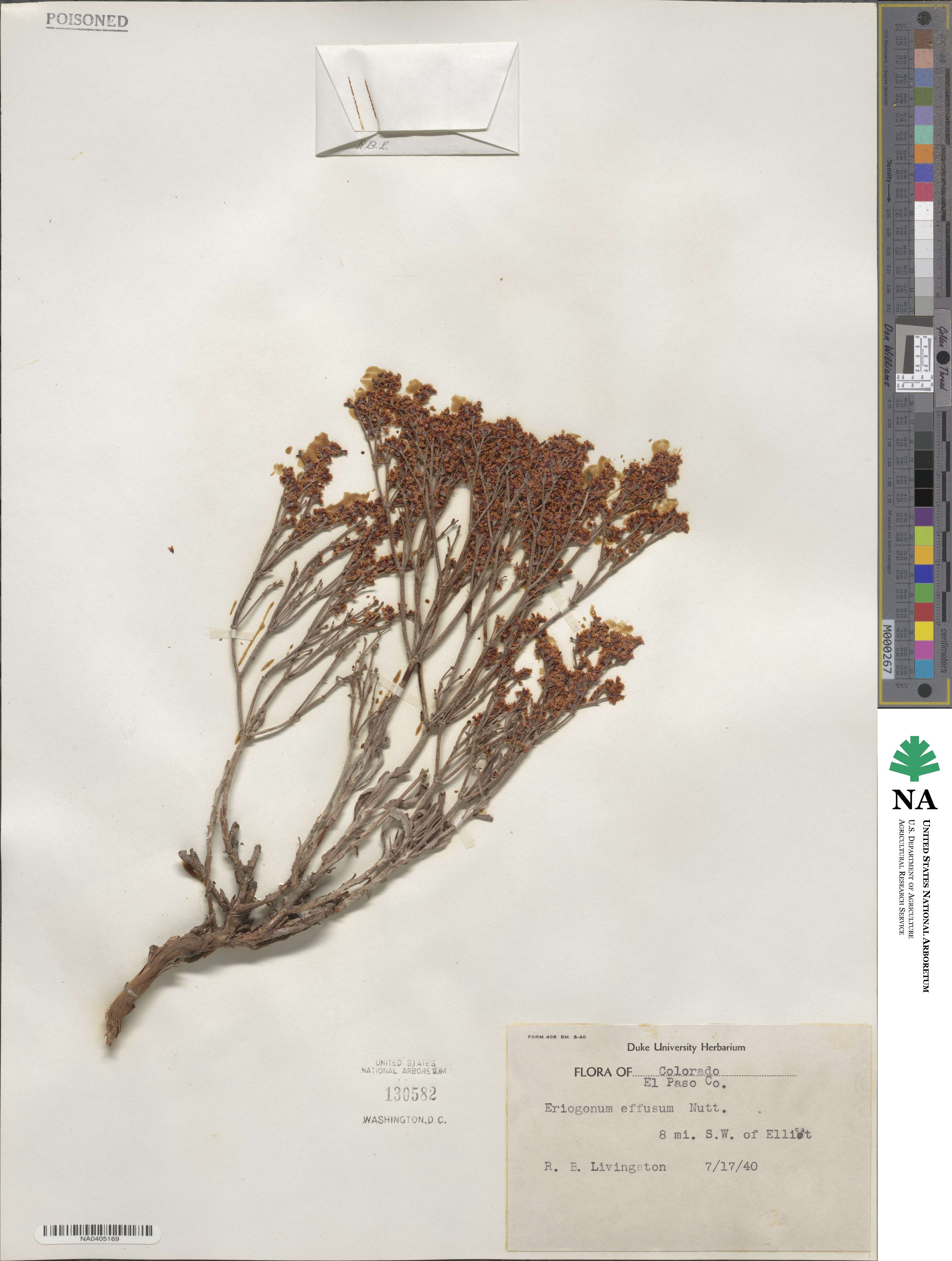 Eriogonum effusum image