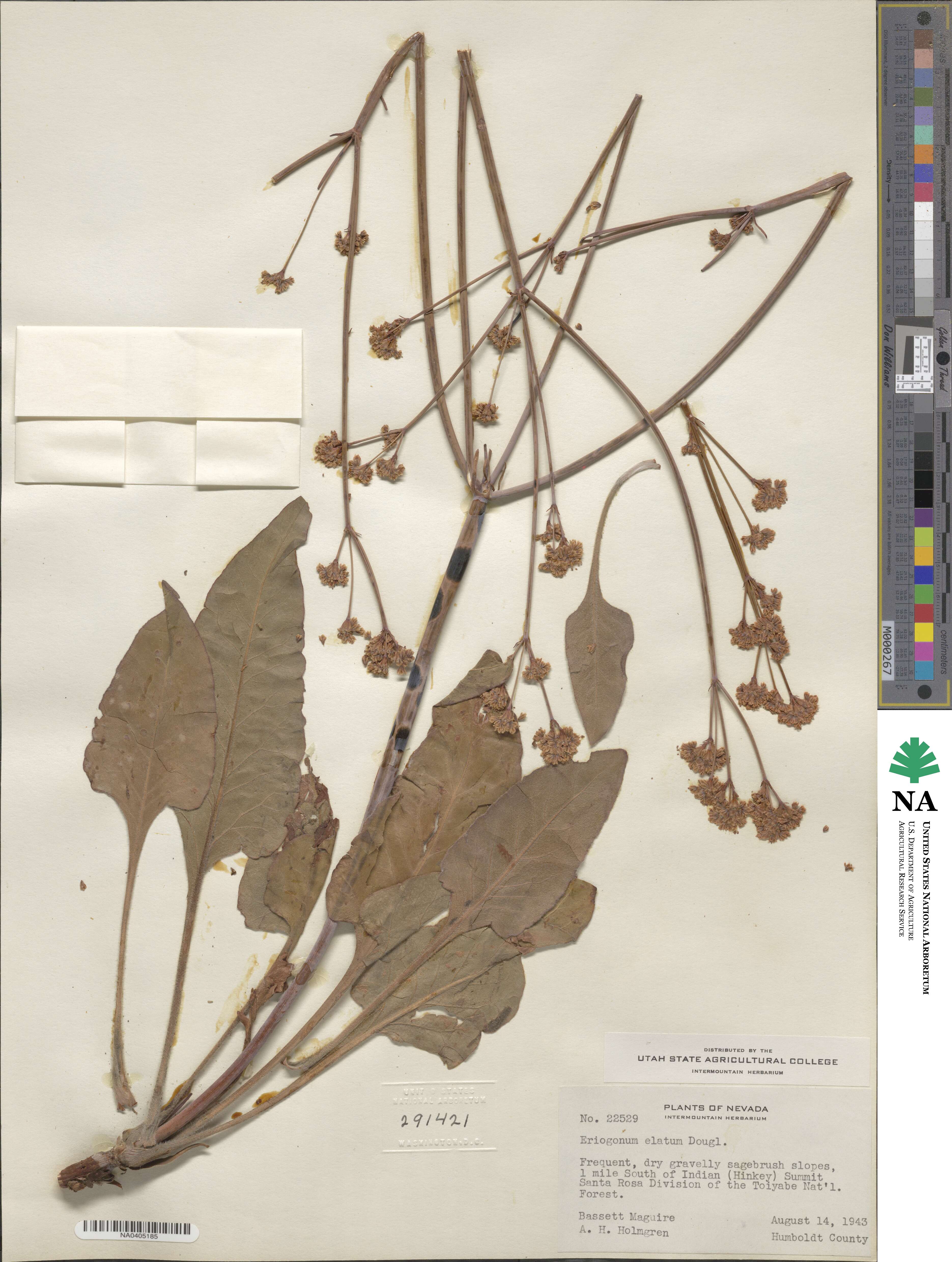 Eriogonum elatum image