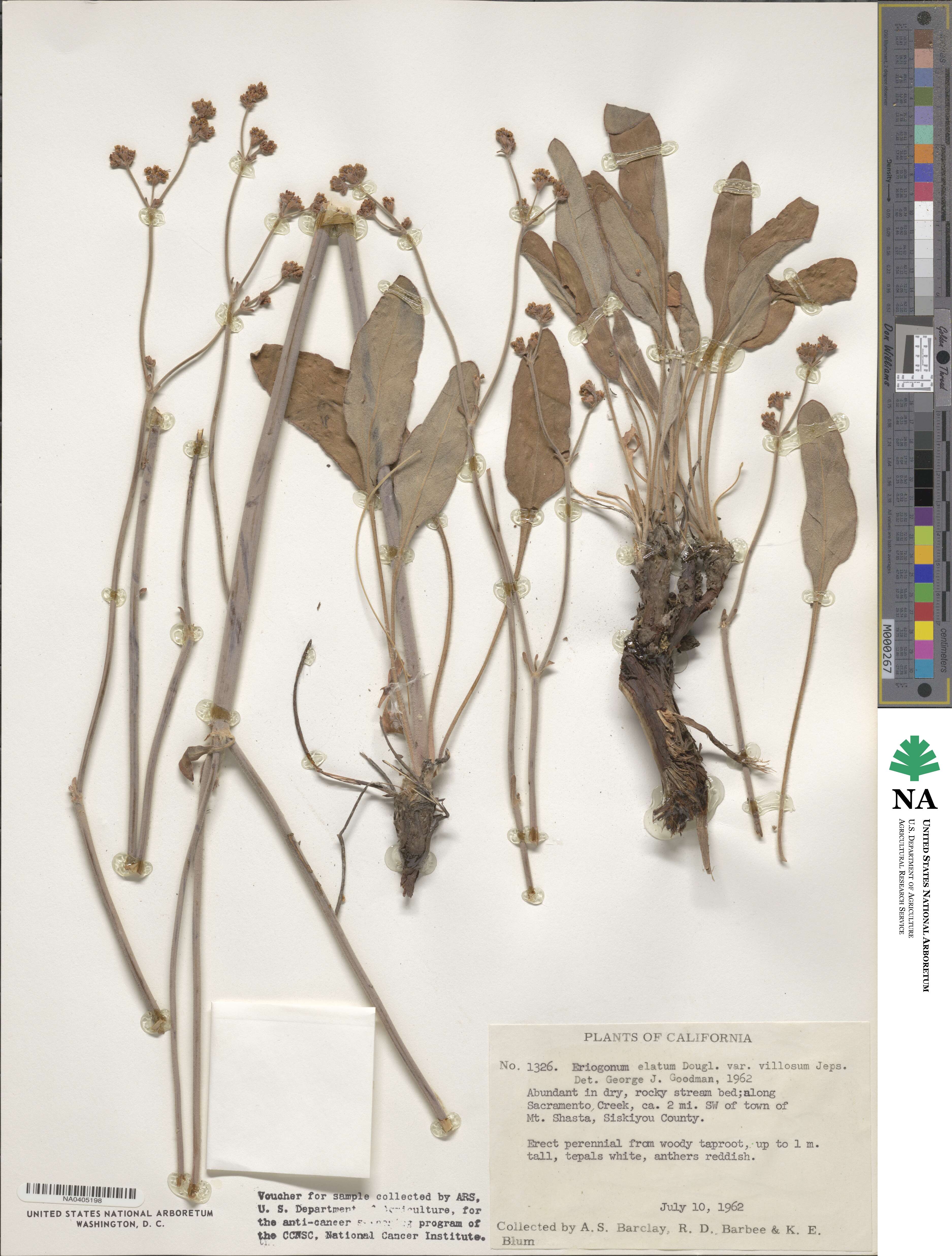 Eriogonum elatum var. villosum image