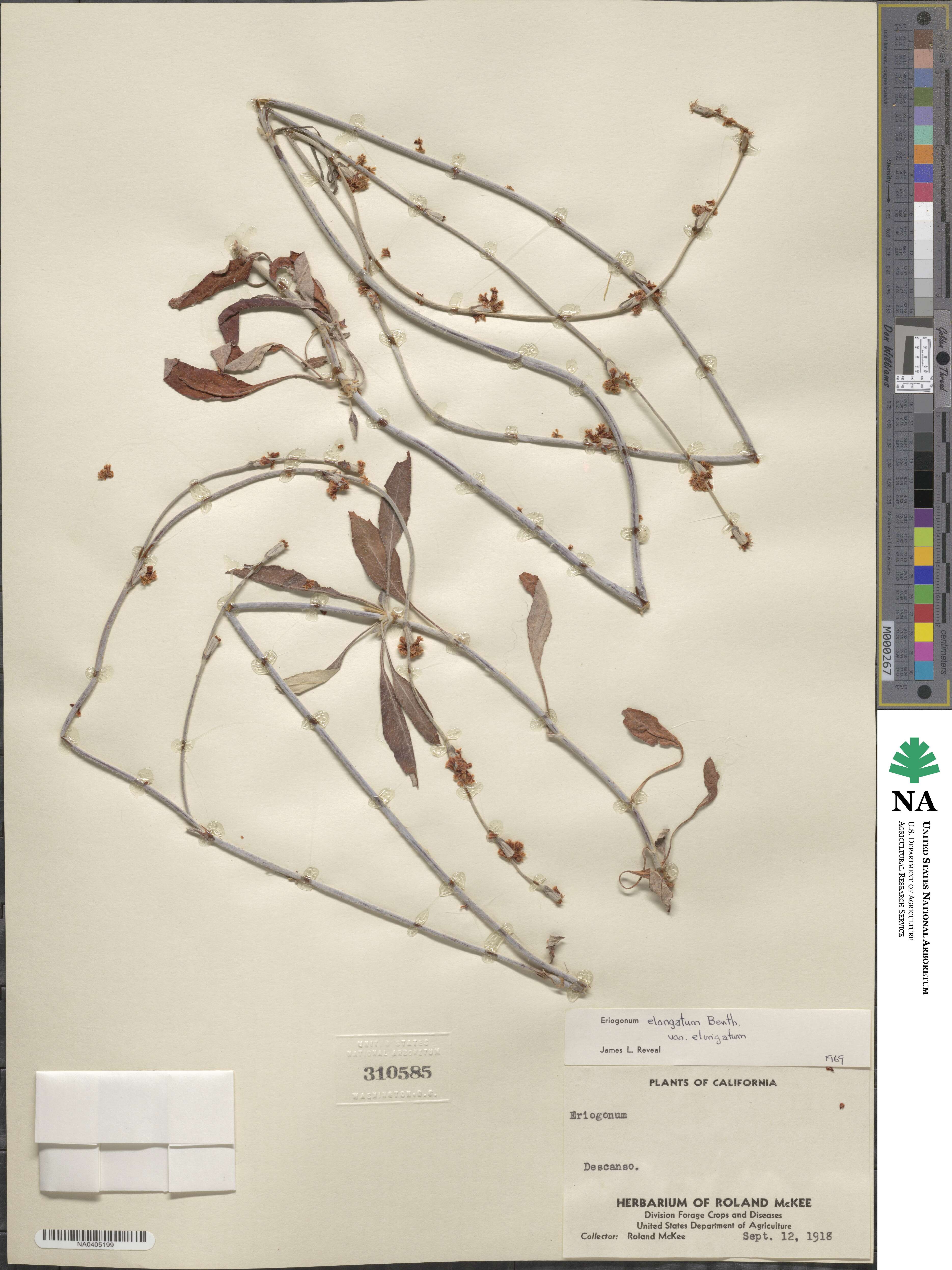 Eriogonum elongatum image