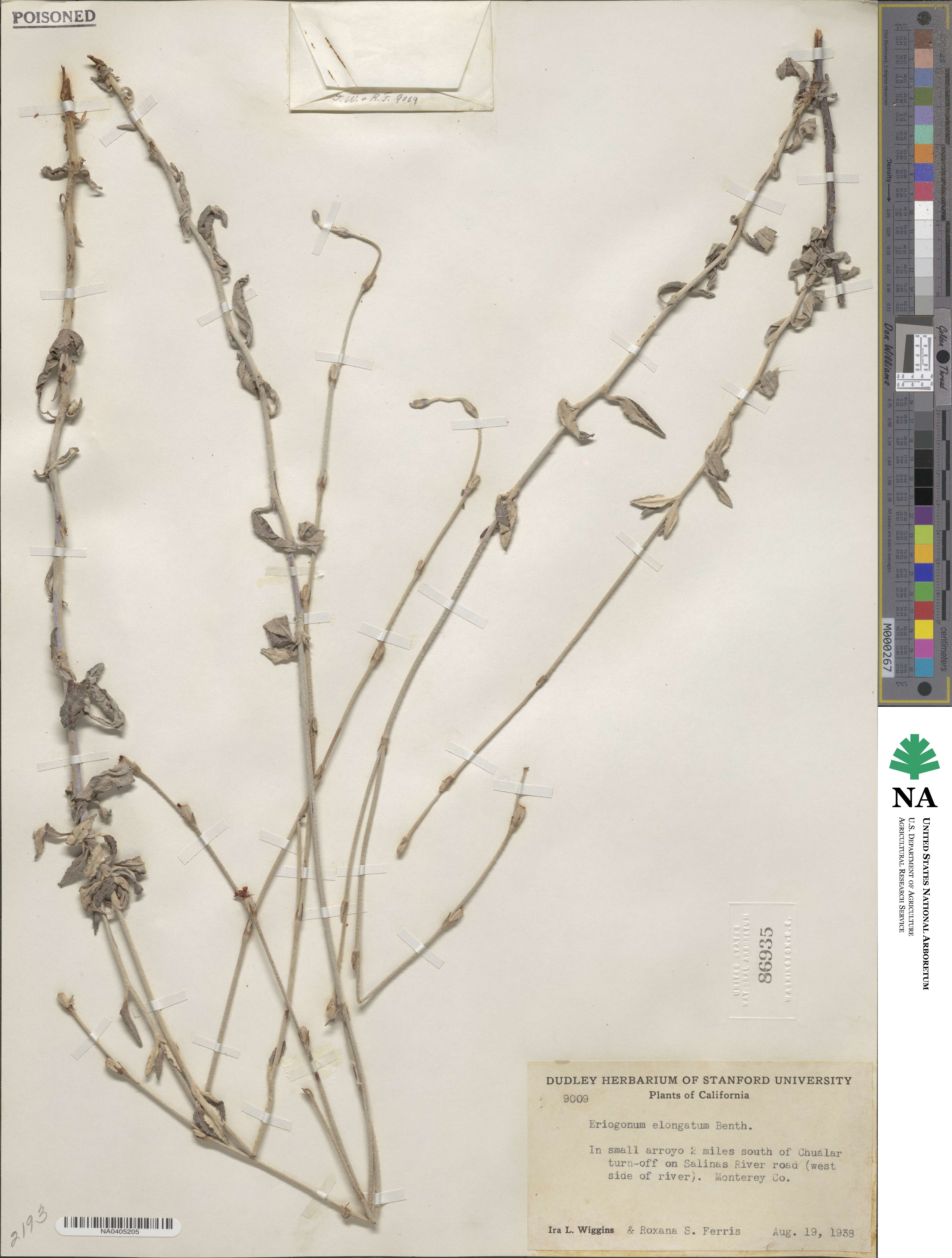 Eriogonum elongatum image