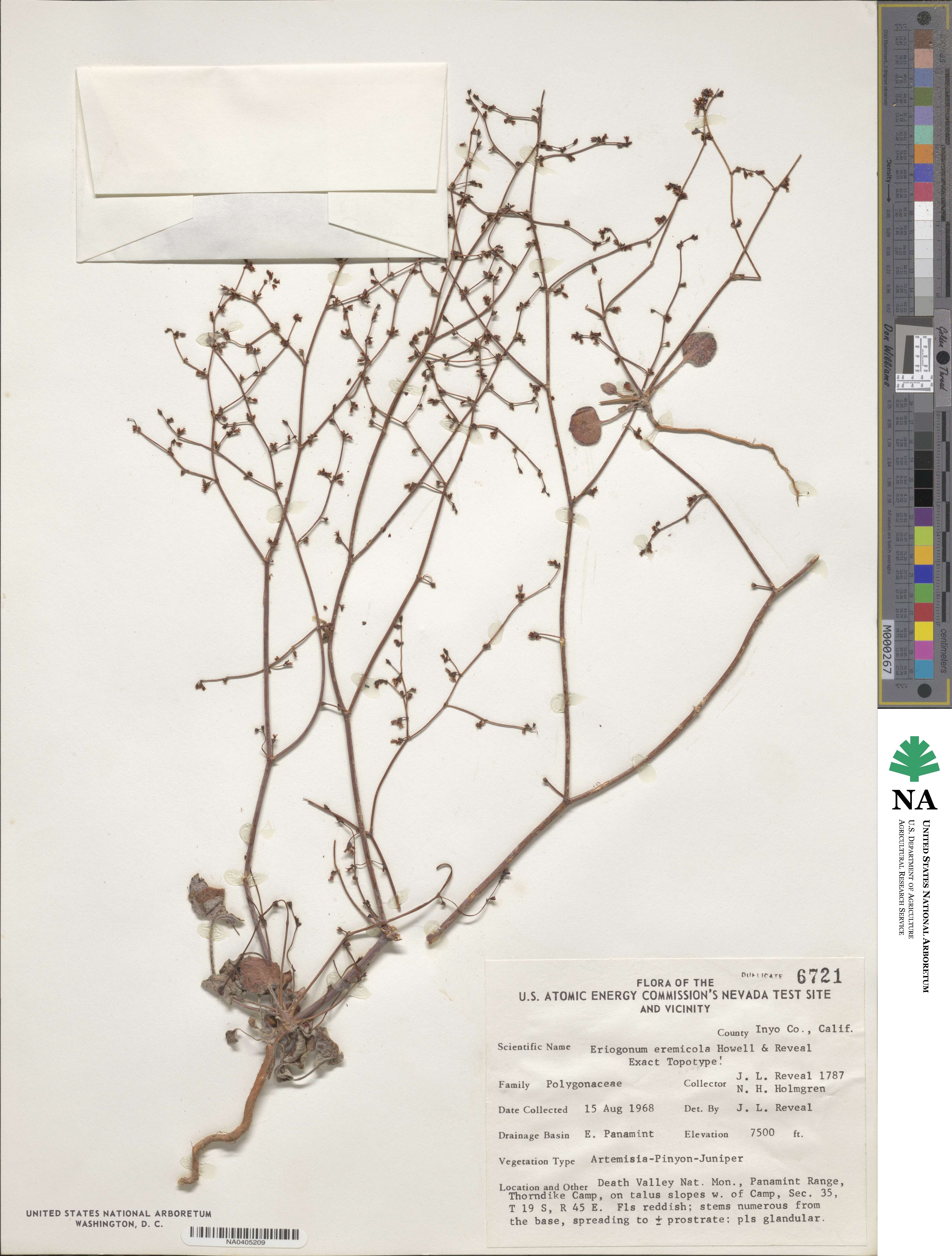 Eriogonum eremicola image