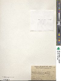 Eriogonum fasciculatum image