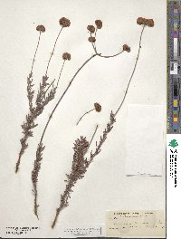 Eriogonum fasciculatum image