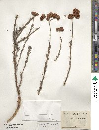 Eriogonum fasciculatum image