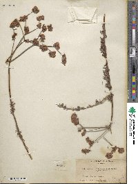 Eriogonum fasciculatum image