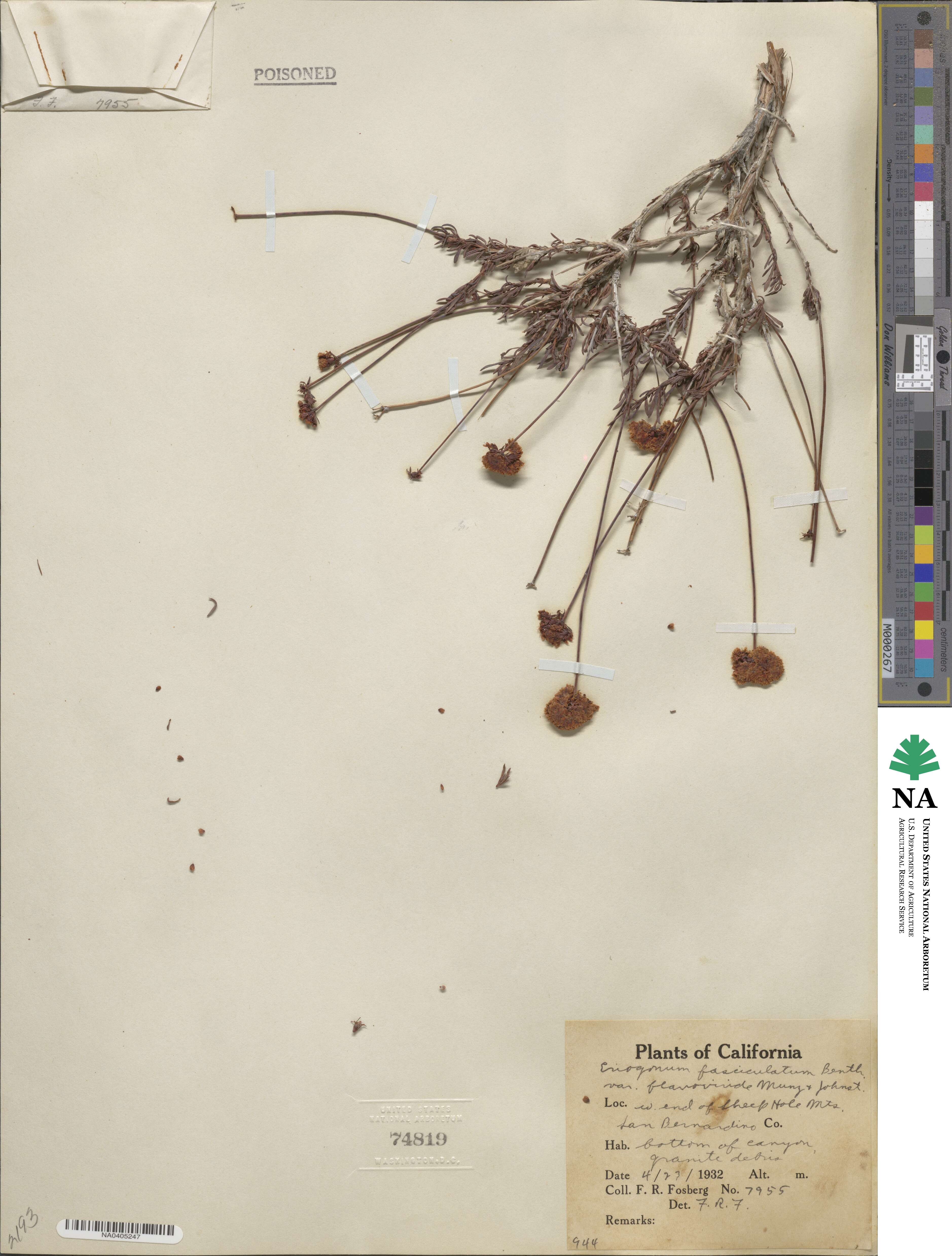 Eriogonum fasciculatum var. flavoviride image