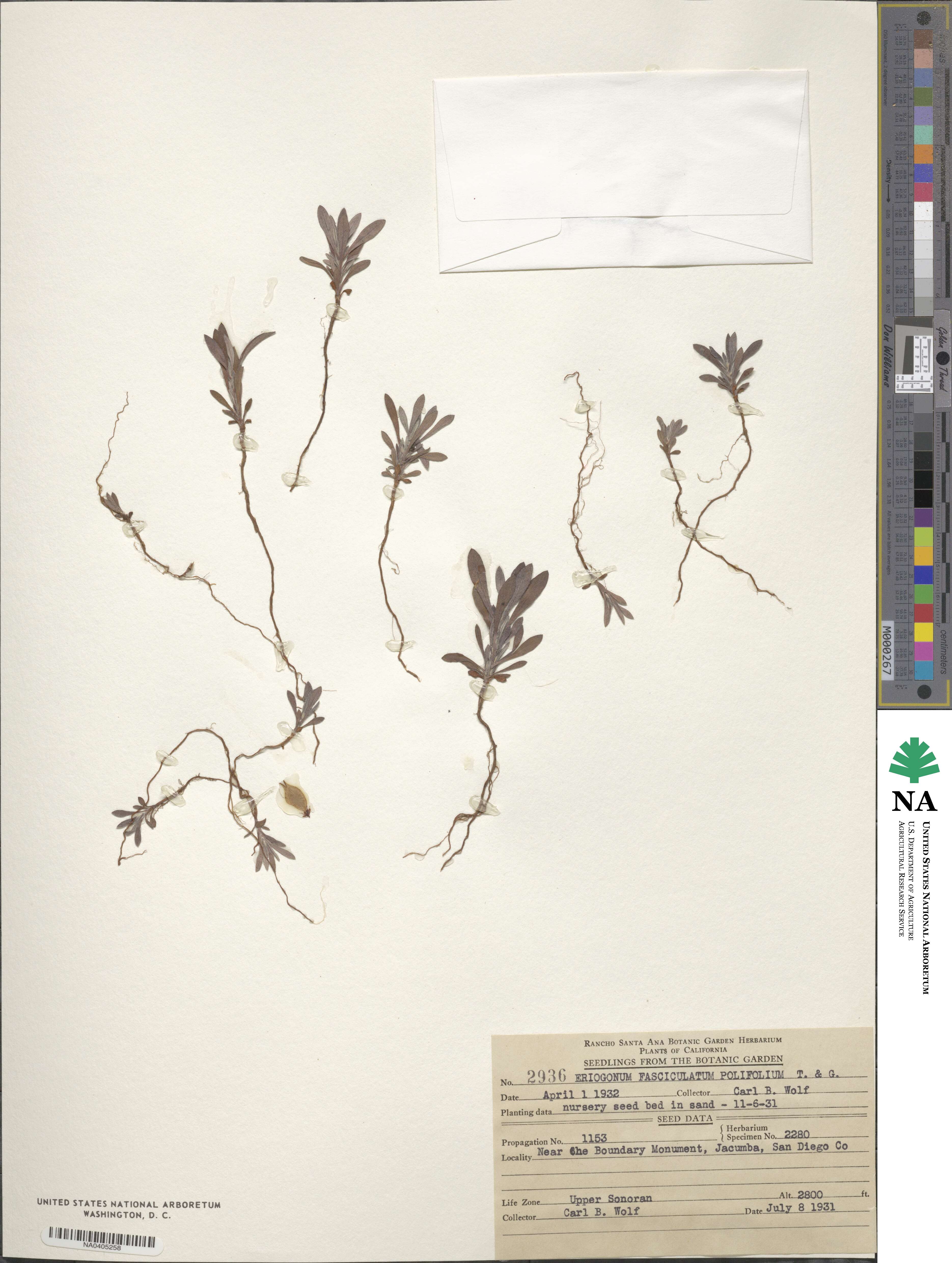 Eriogonum fasciculatum var. polifolium image