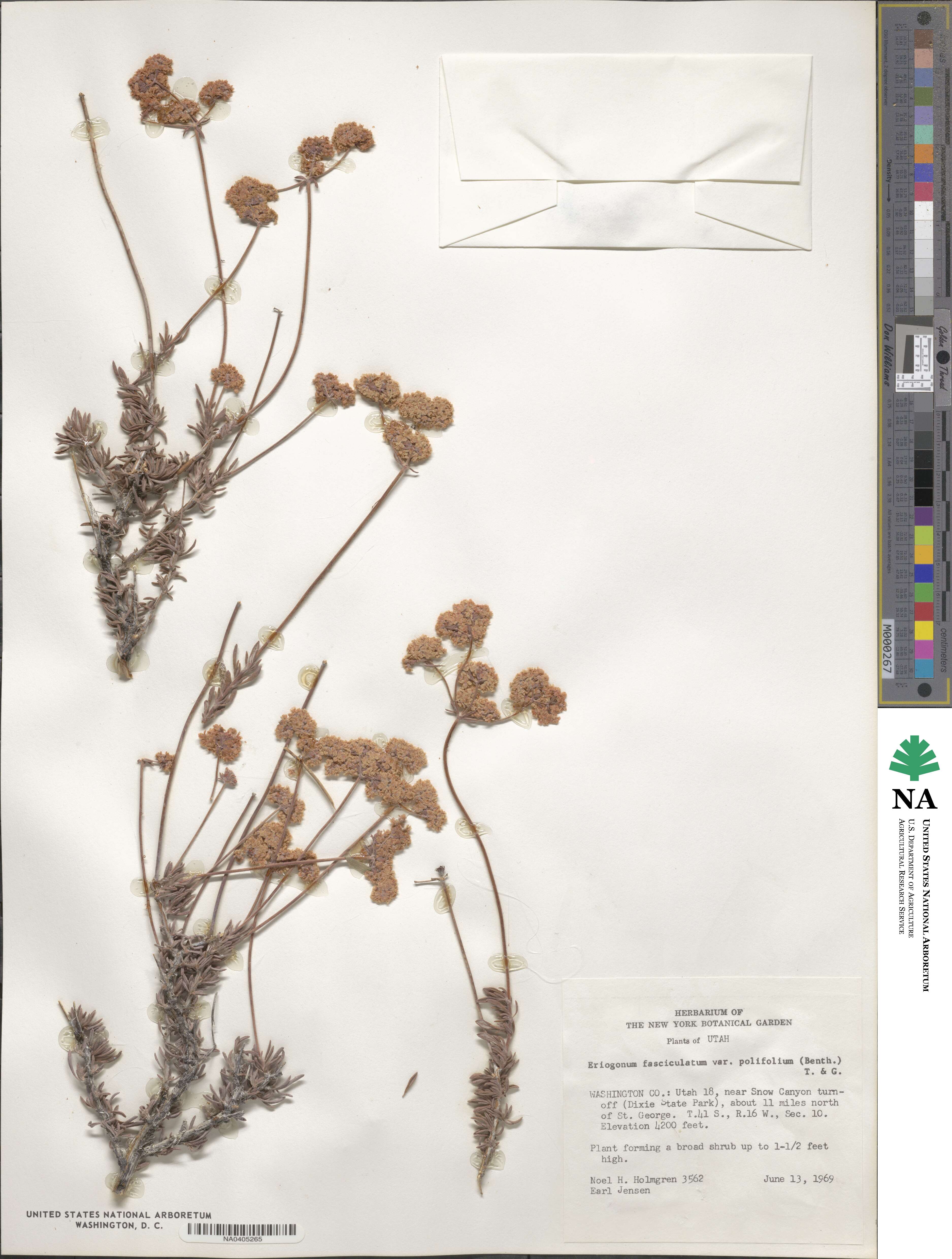 Eriogonum fasciculatum var. polifolium image