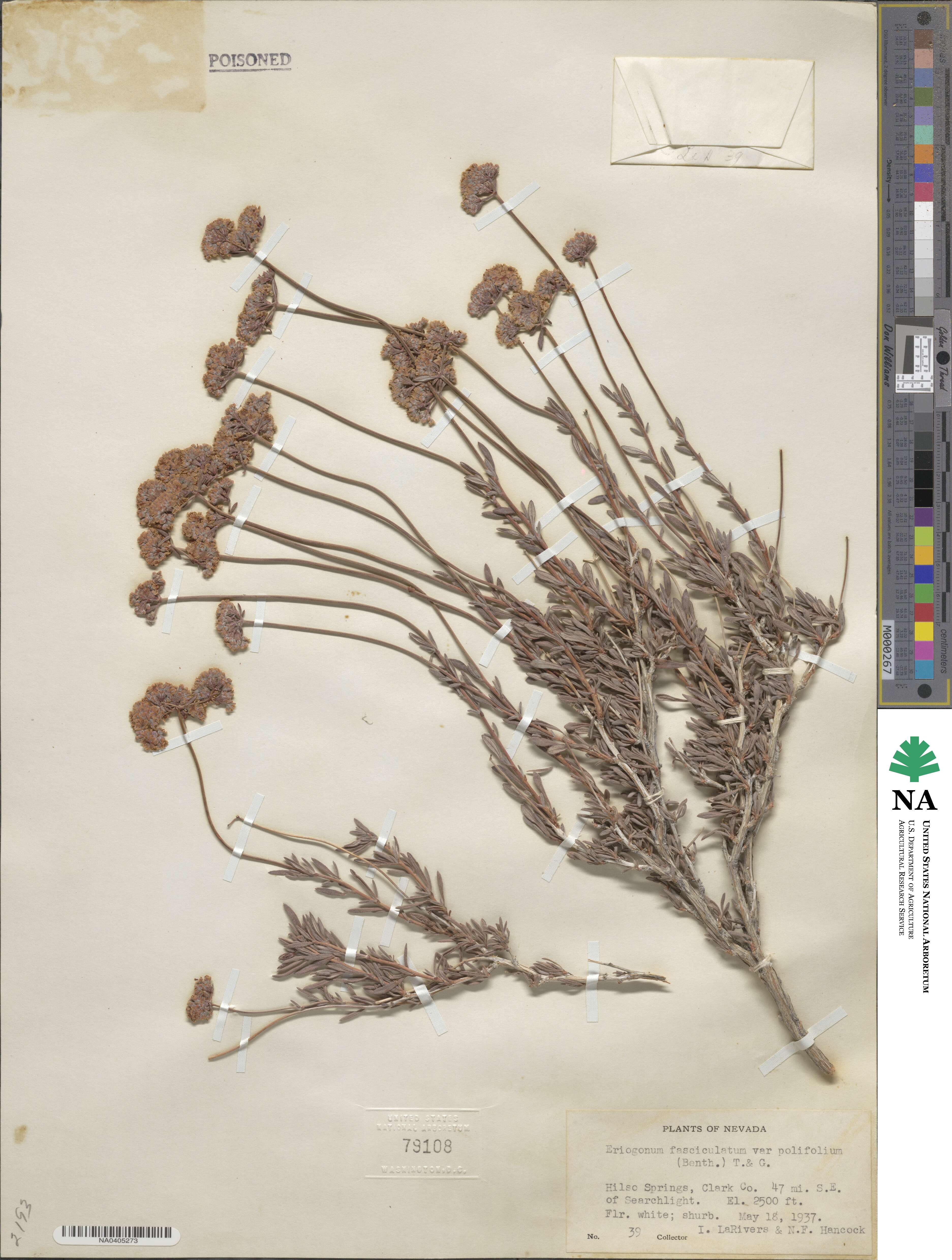 Eriogonum fasciculatum var. polifolium image