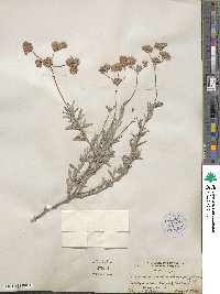 Eriogonum fasciculatum var. polifolium image
