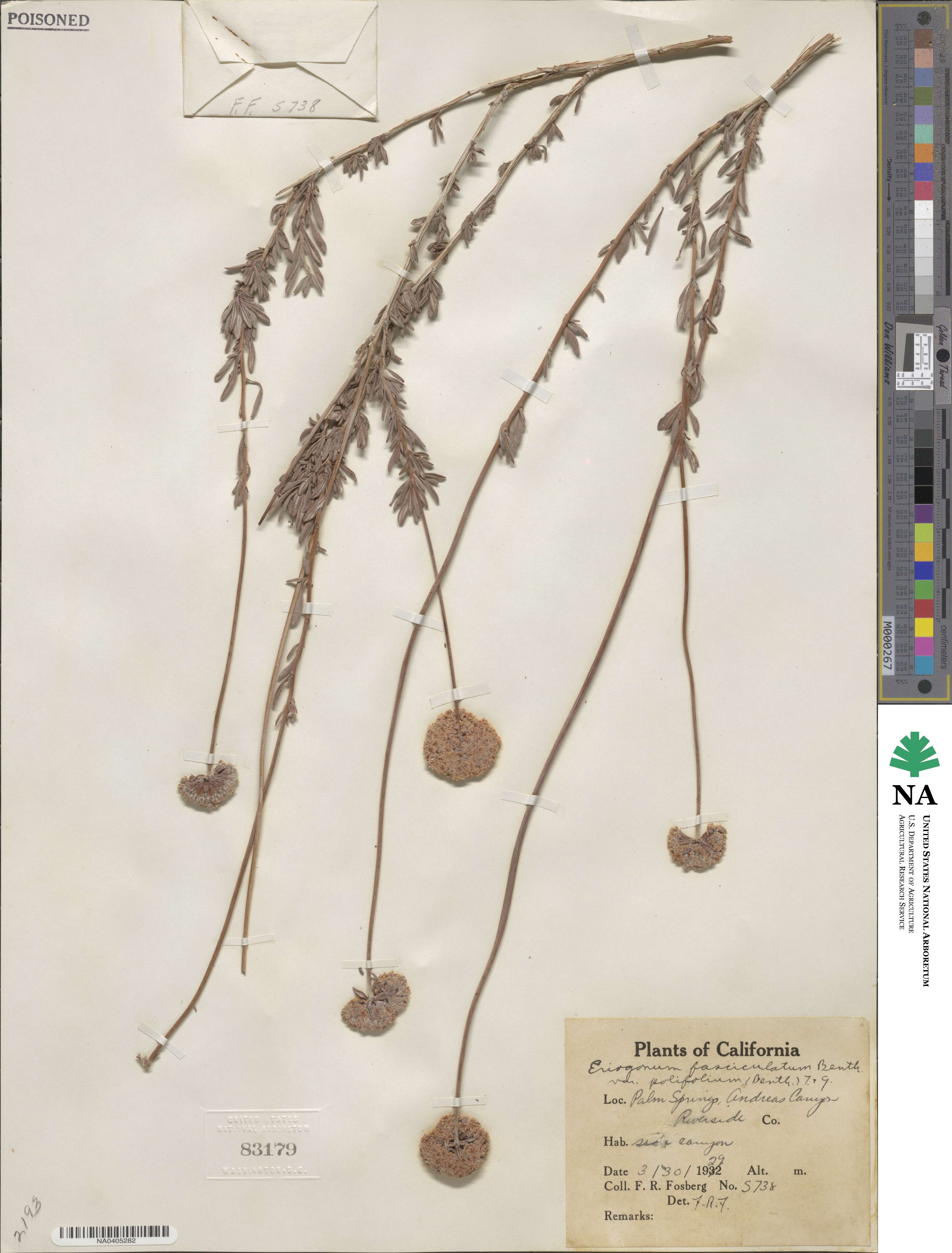Eriogonum fasciculatum image
