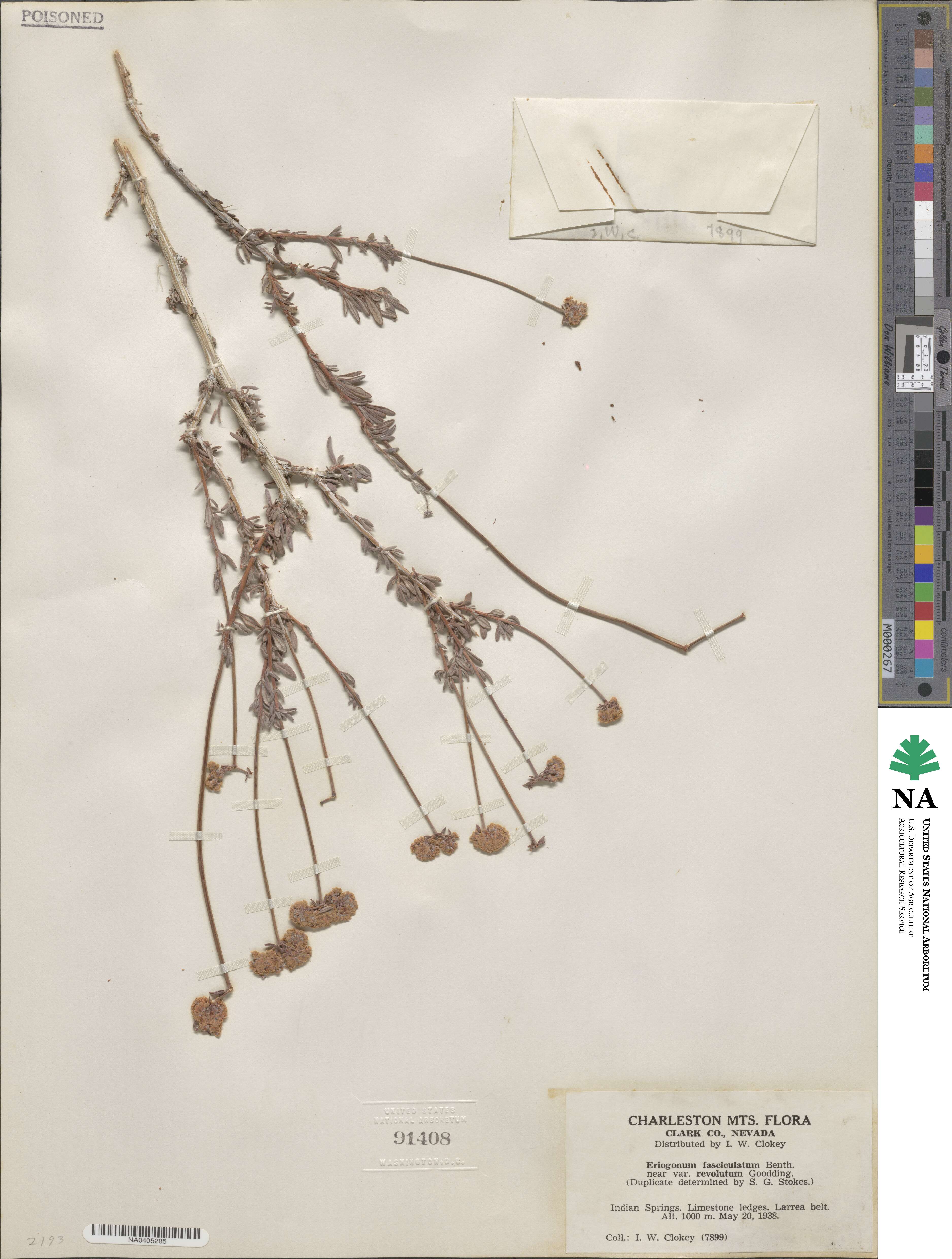 Eriogonum fasciculatum var. polifolium image