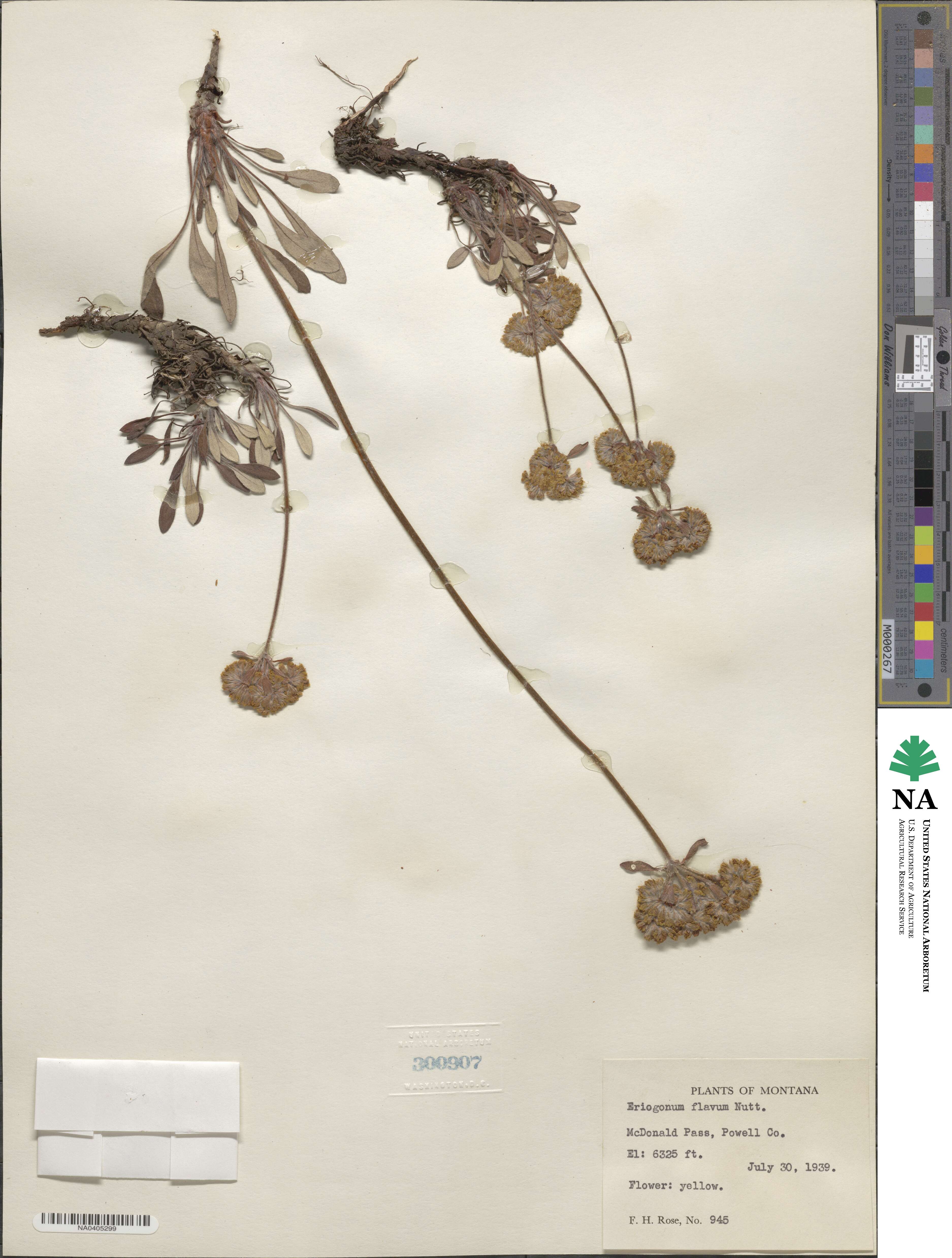 Eriogonum flavum image