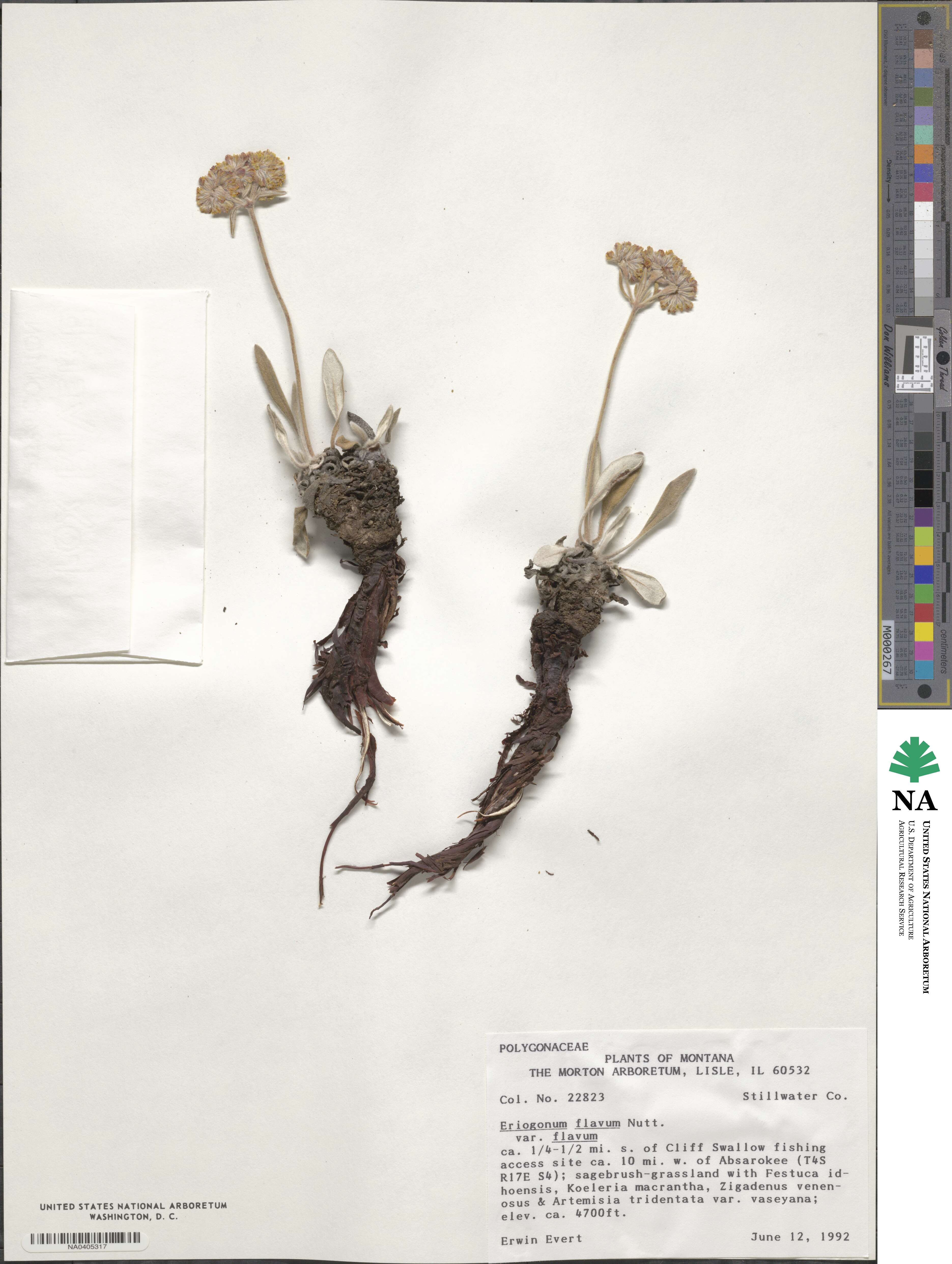 Eriogonum flavum var. flavum image