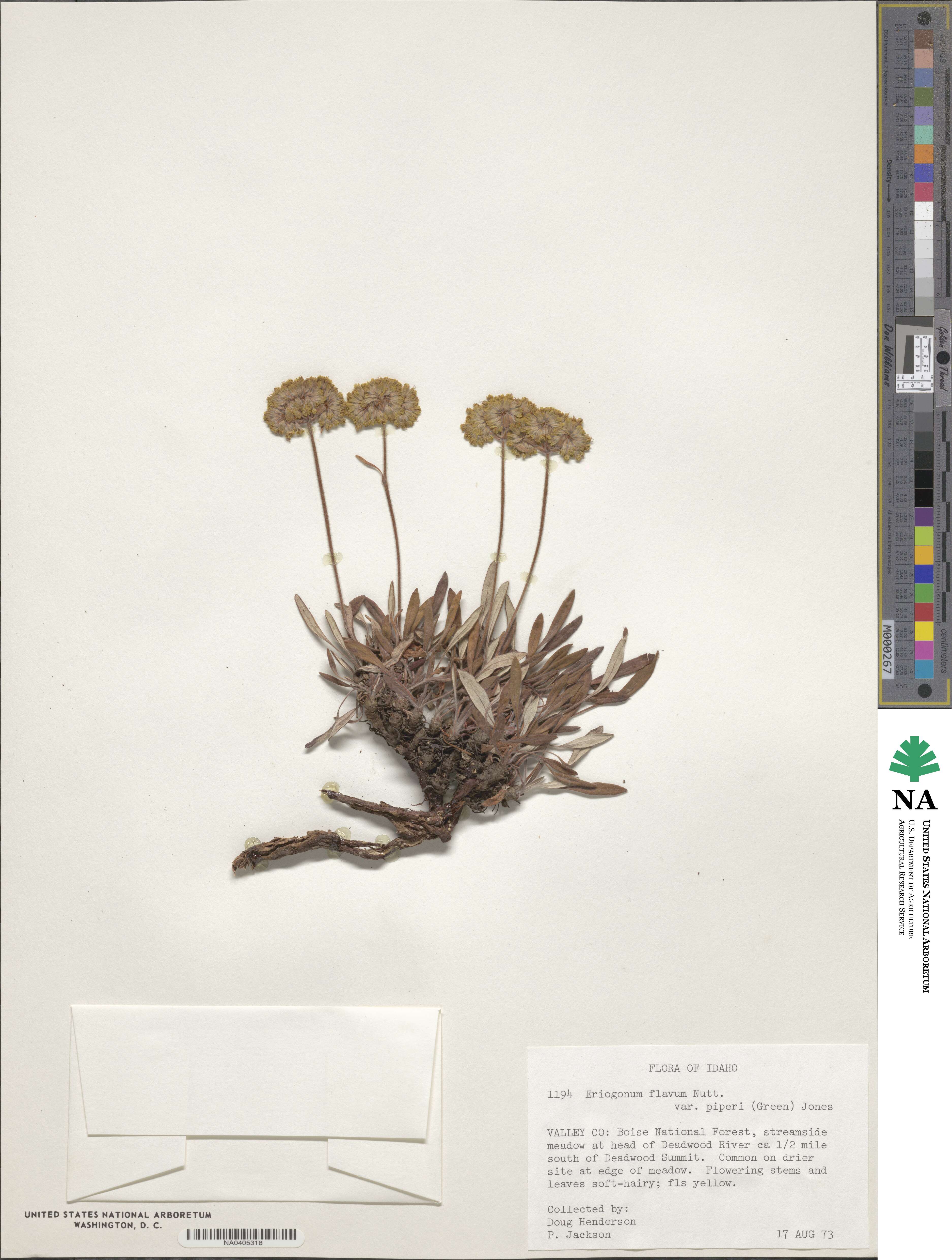 Eriogonum flavum image