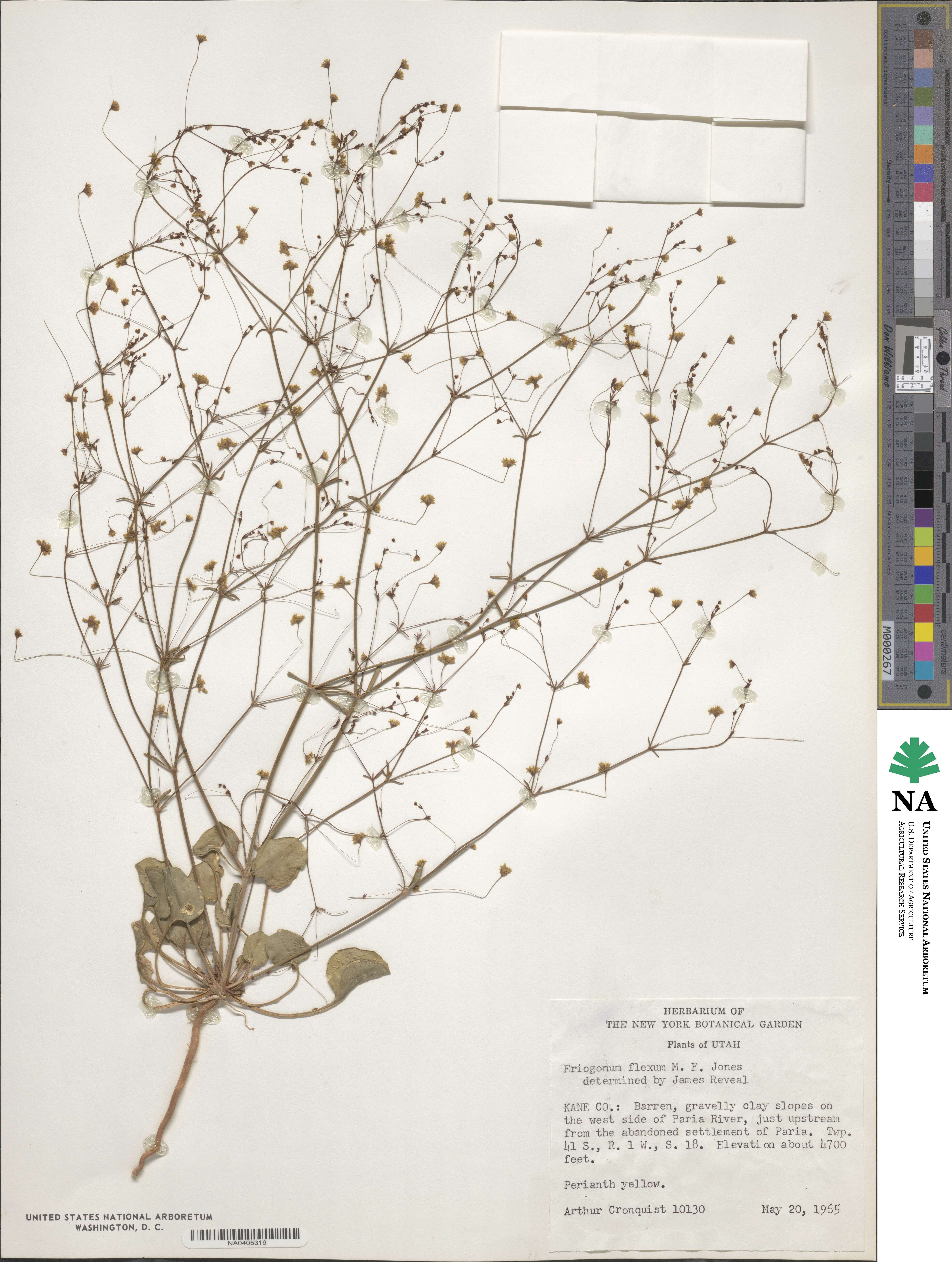 Stenogonum flexum image