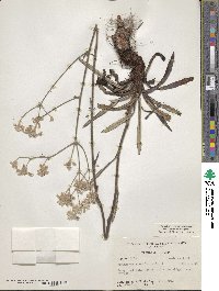 Eriogonum longifolium image