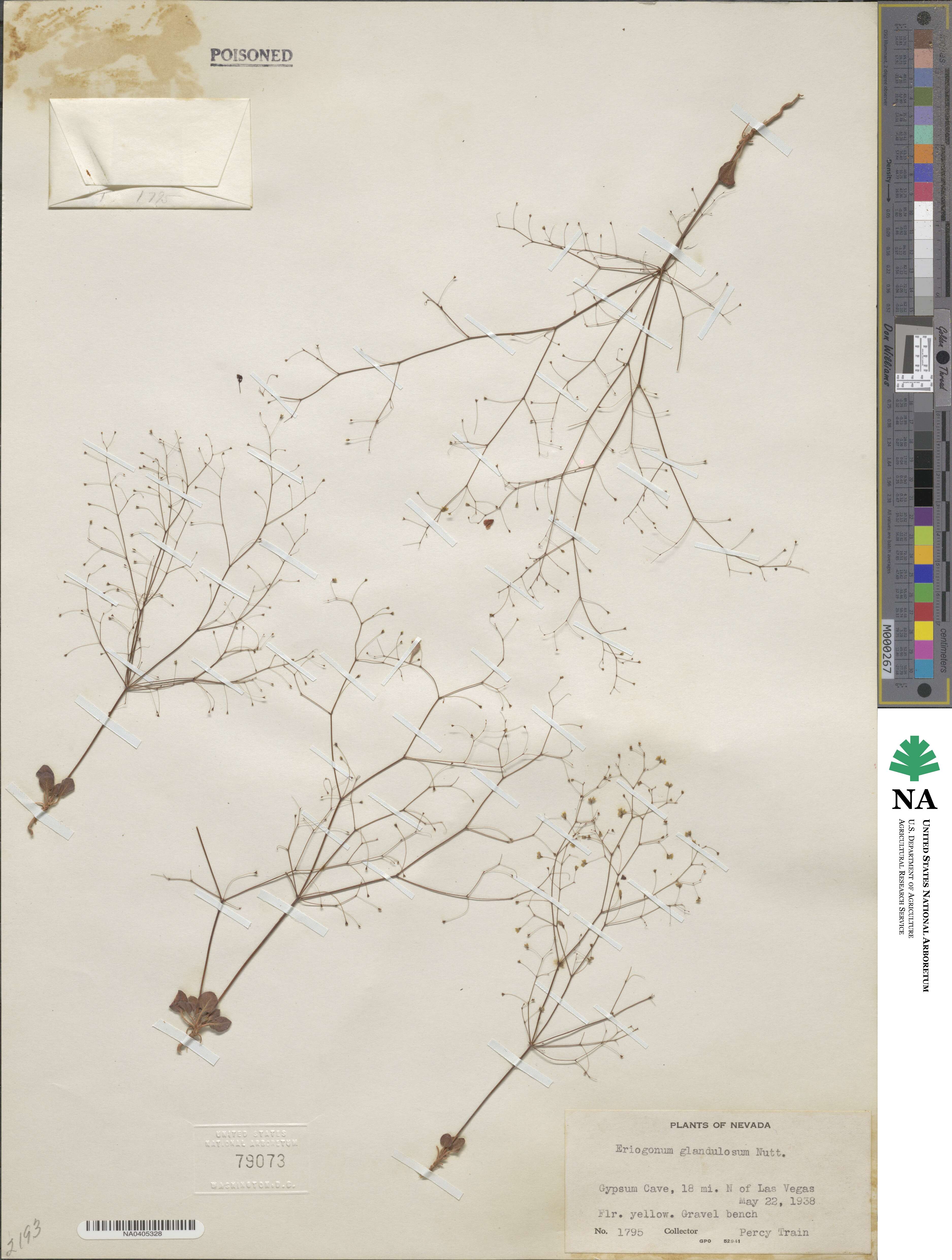 Eriogonum glandulosum image