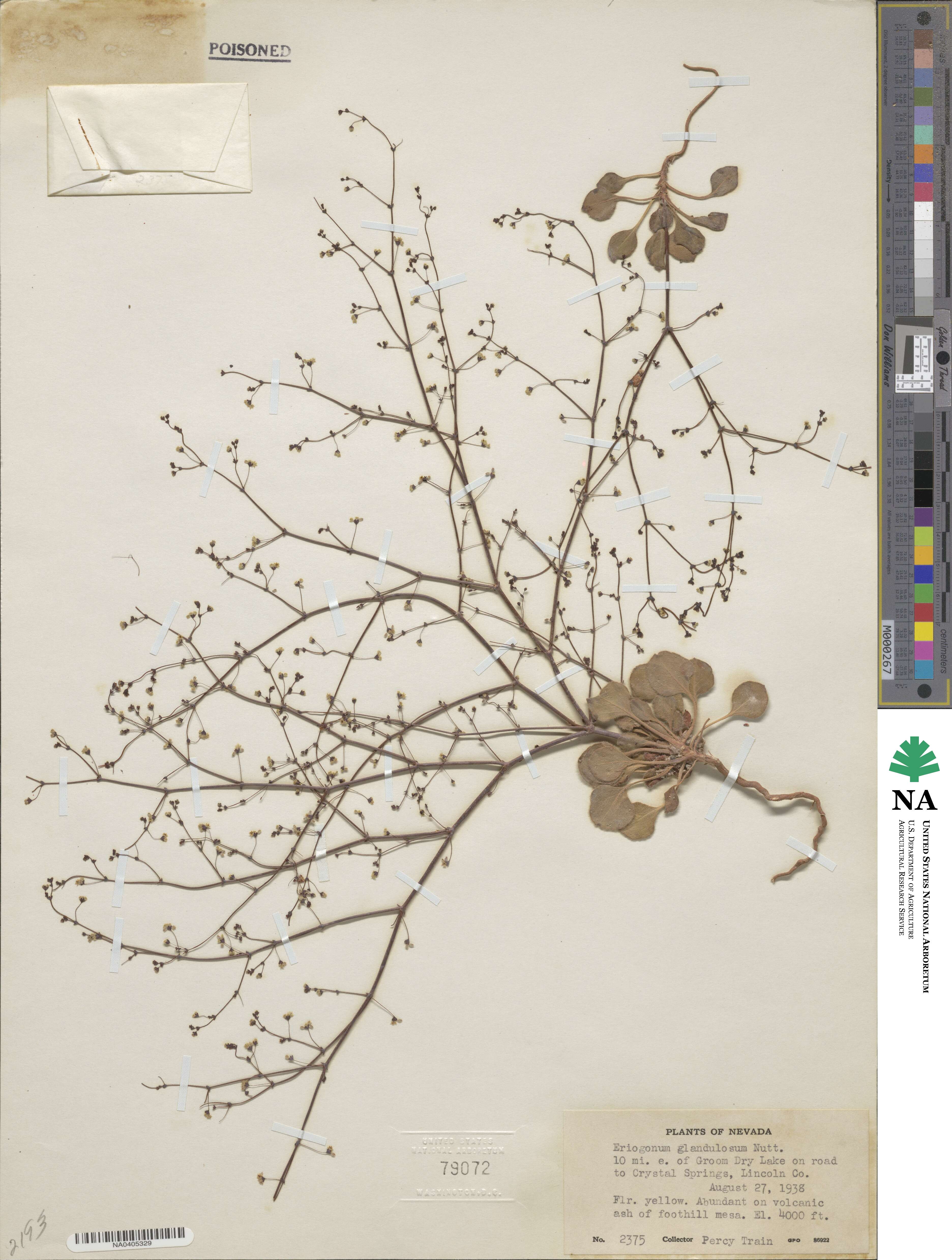 Eriogonum glandulosum image