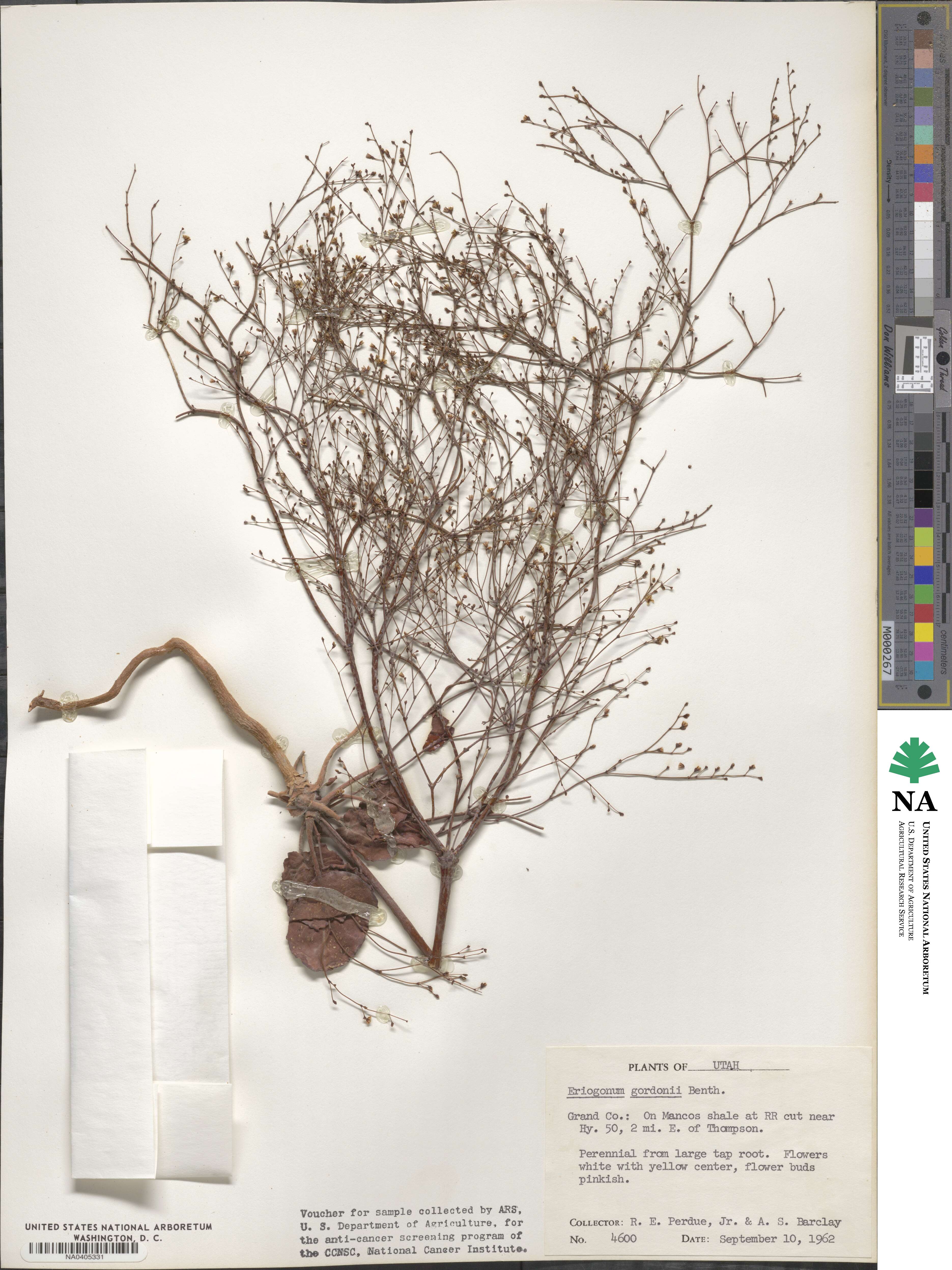 Eriogonum gordonii image