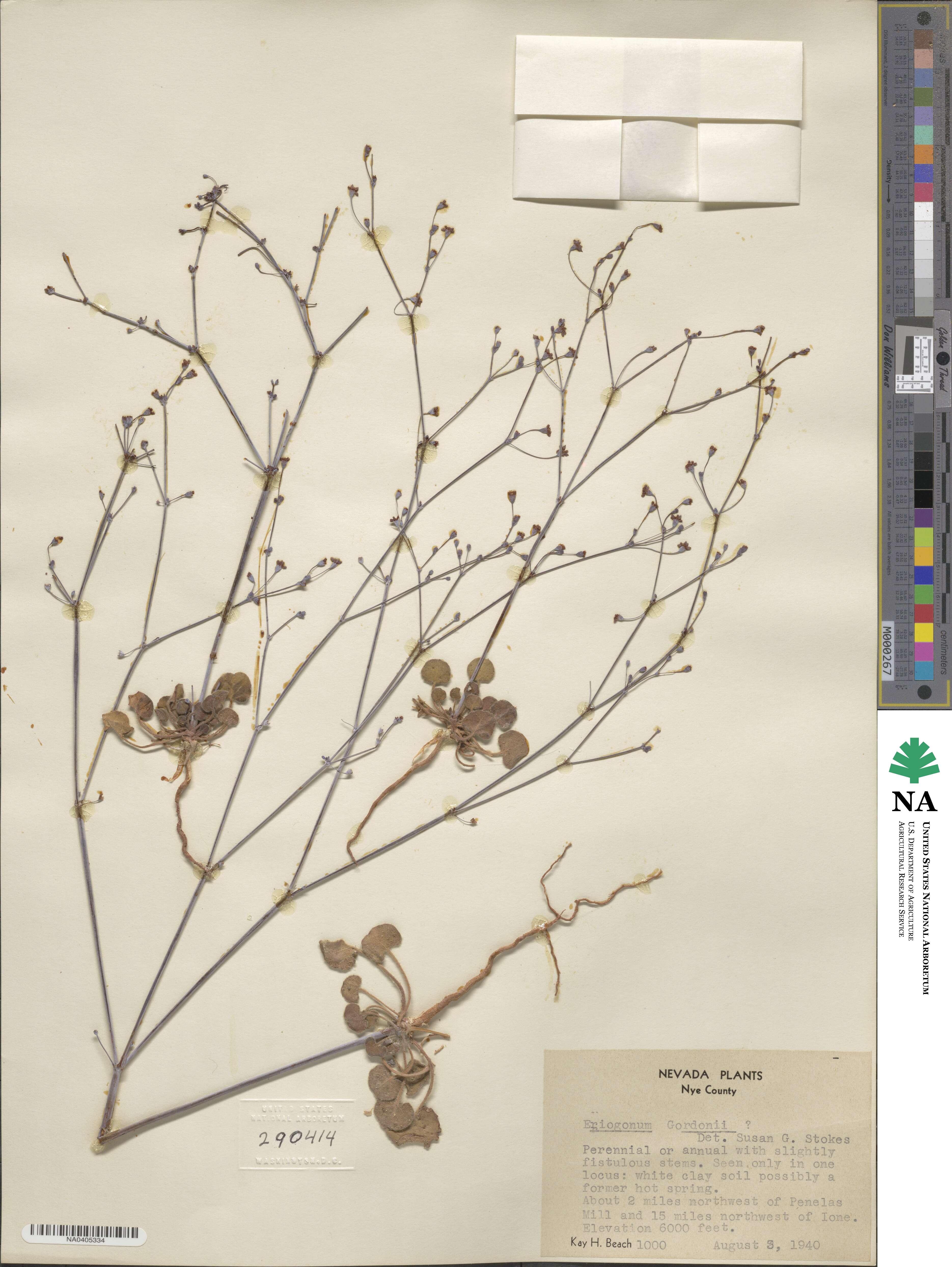 Eriogonum gordonii image