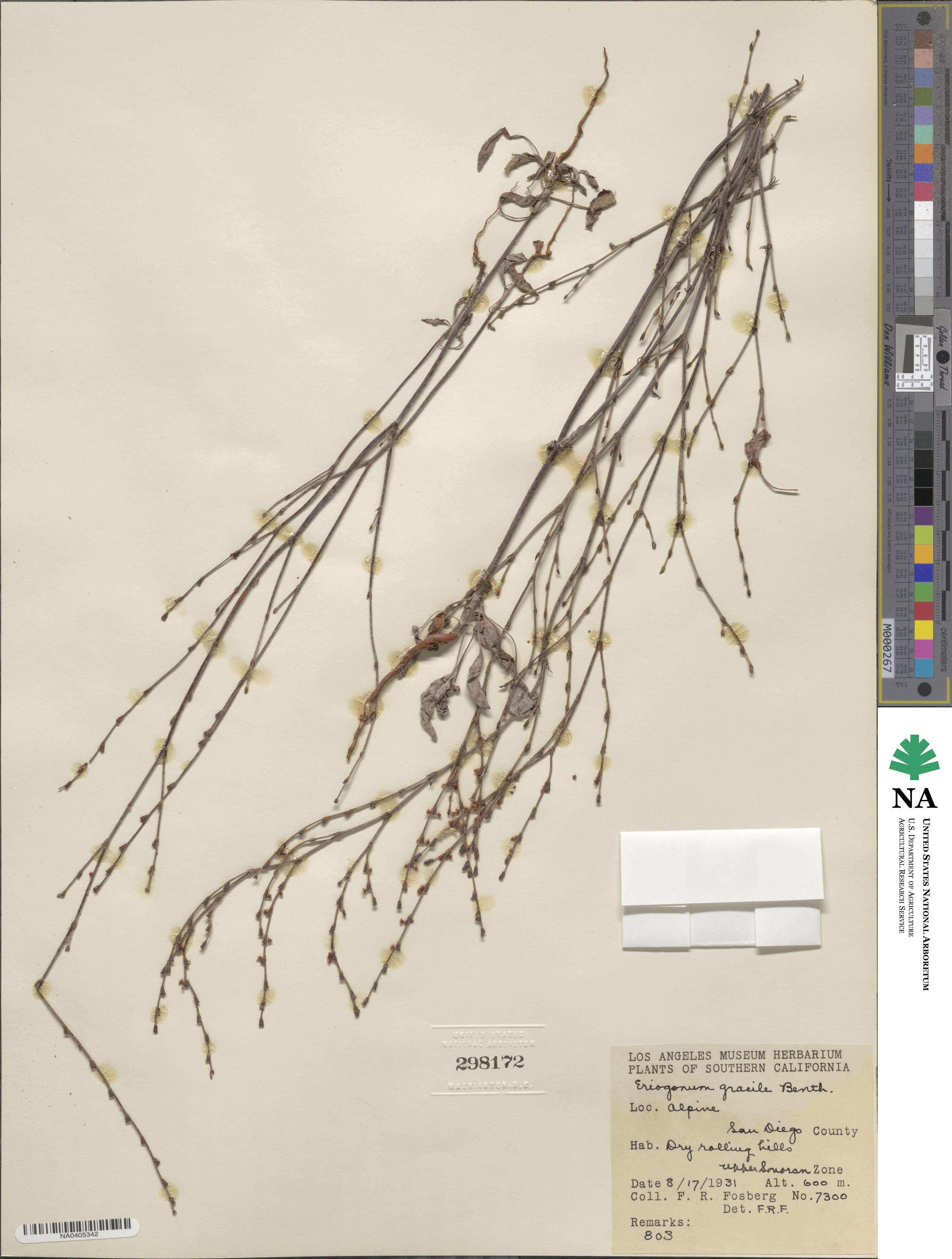 Eriogonum gracile image