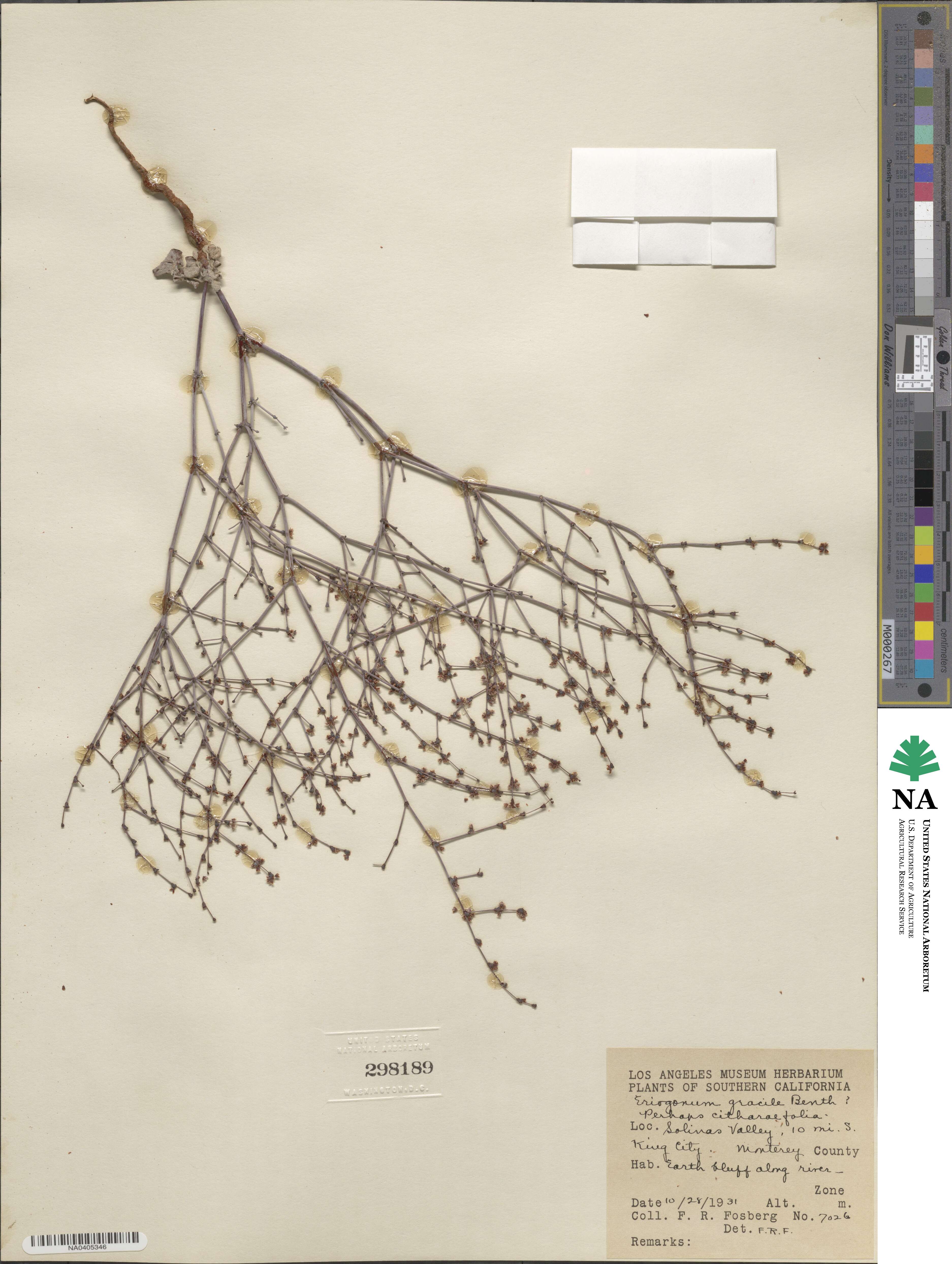 Eriogonum gracile image