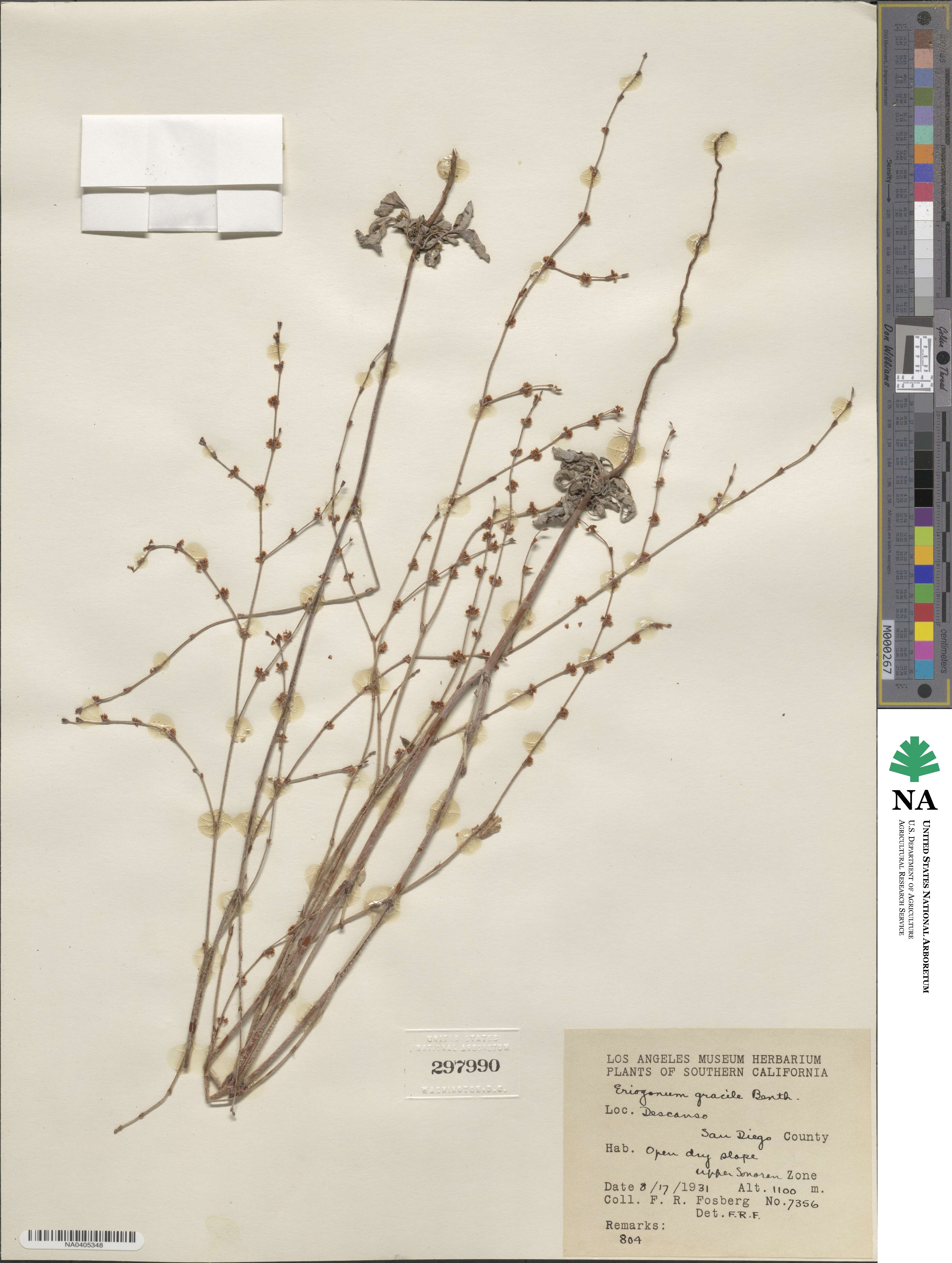 Eriogonum gracile image