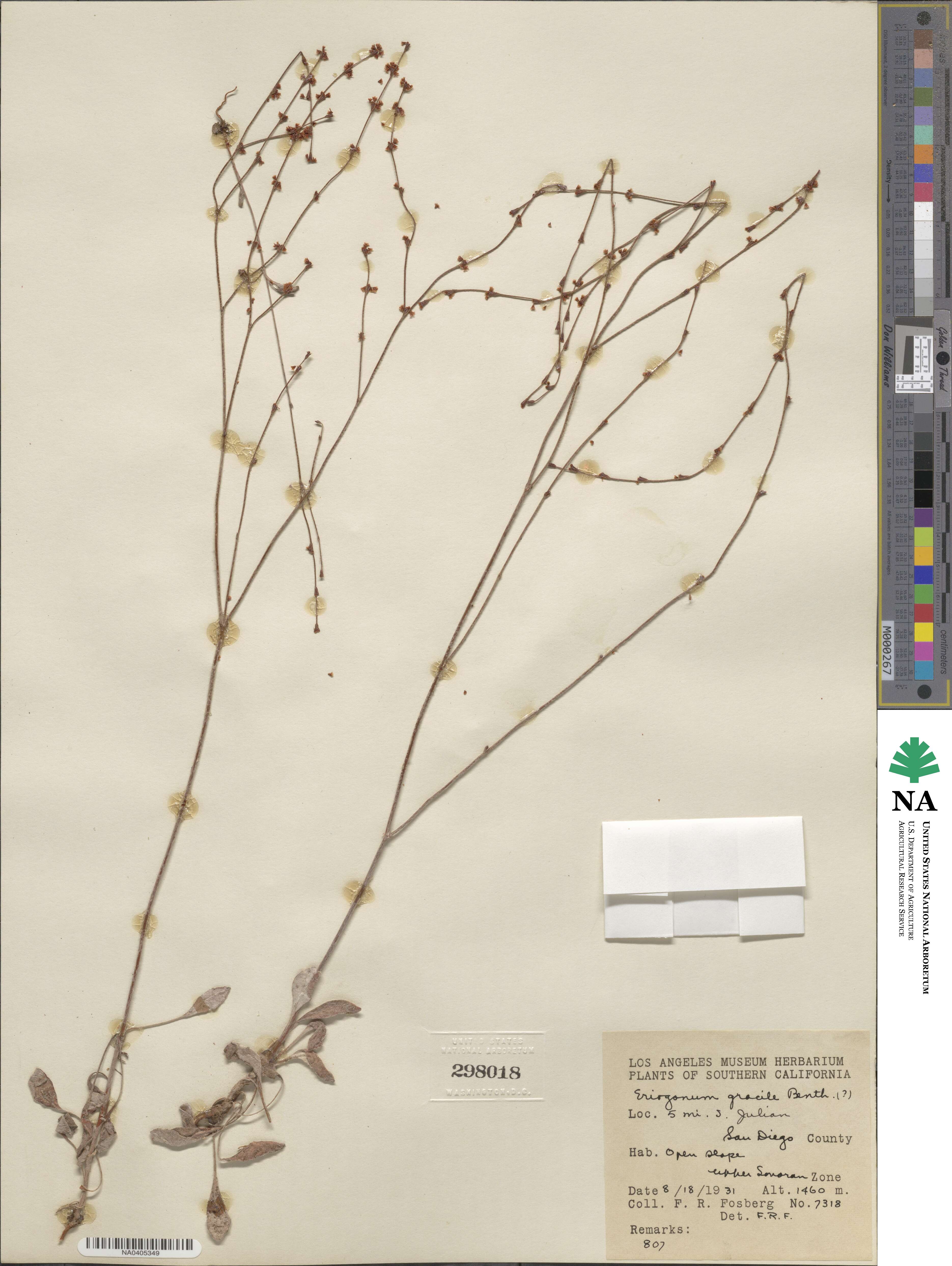 Eriogonum gracile image