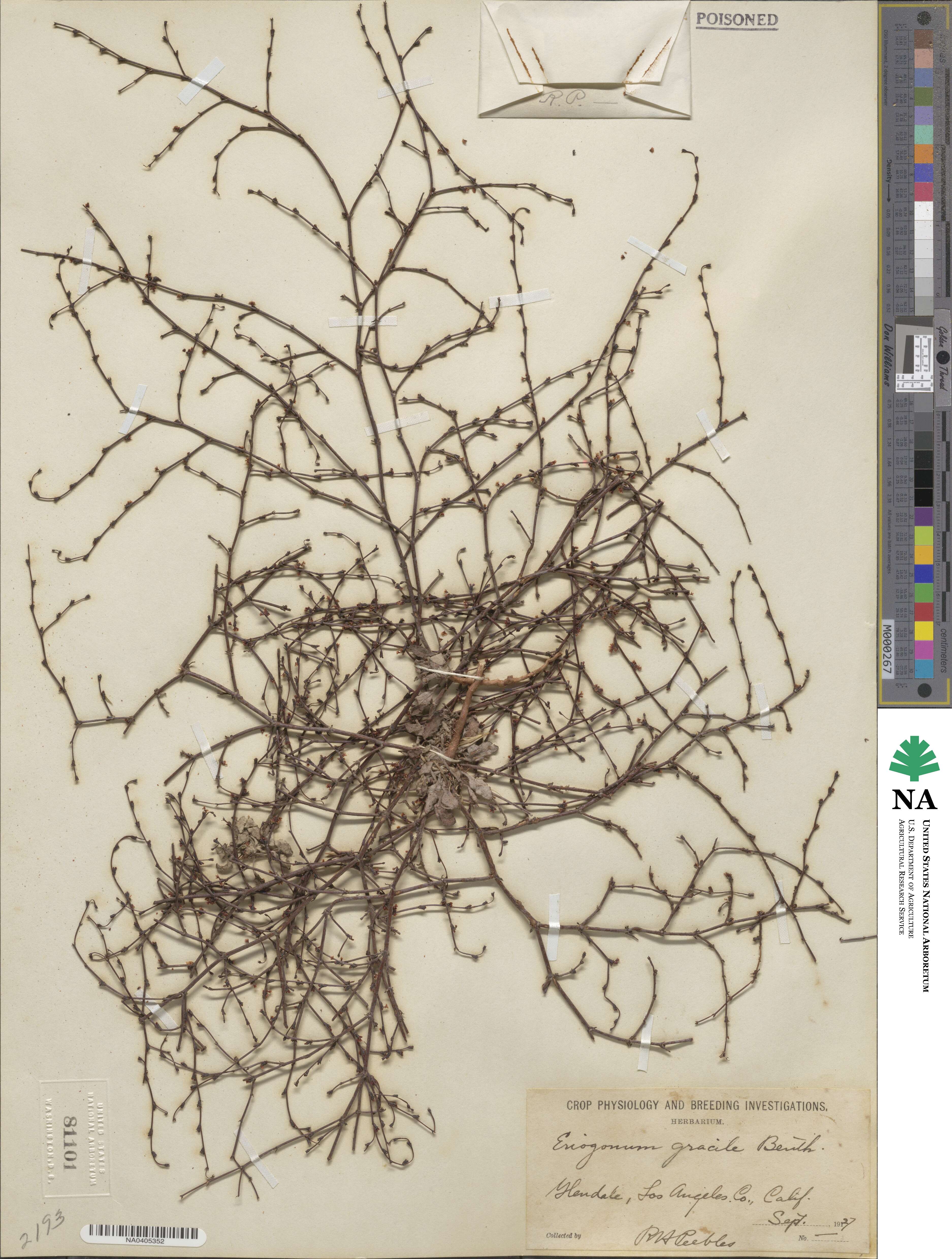Eriogonum gracile image