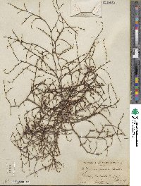 Eriogonum gracile image