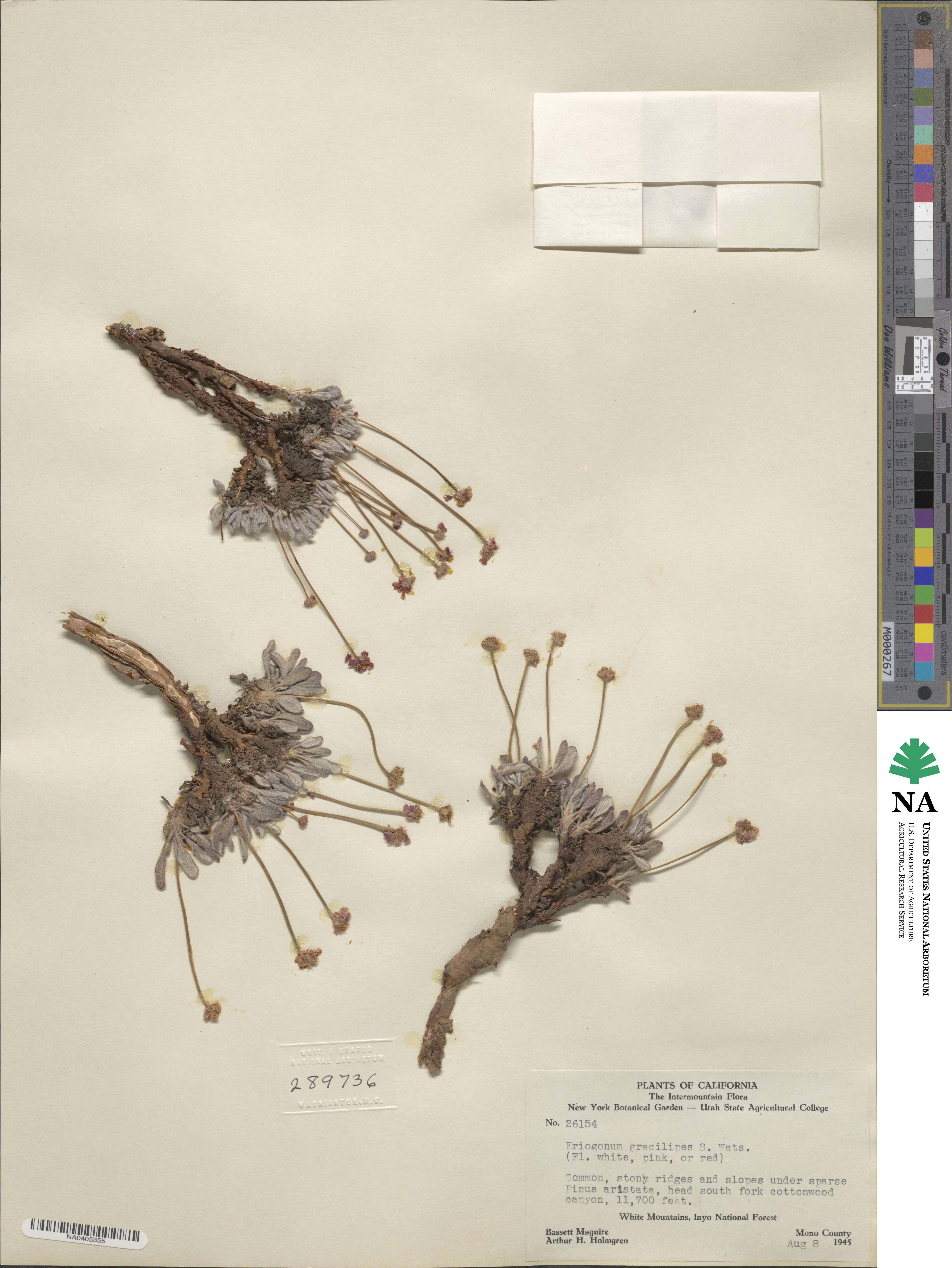 Eriogonum gracilipes image