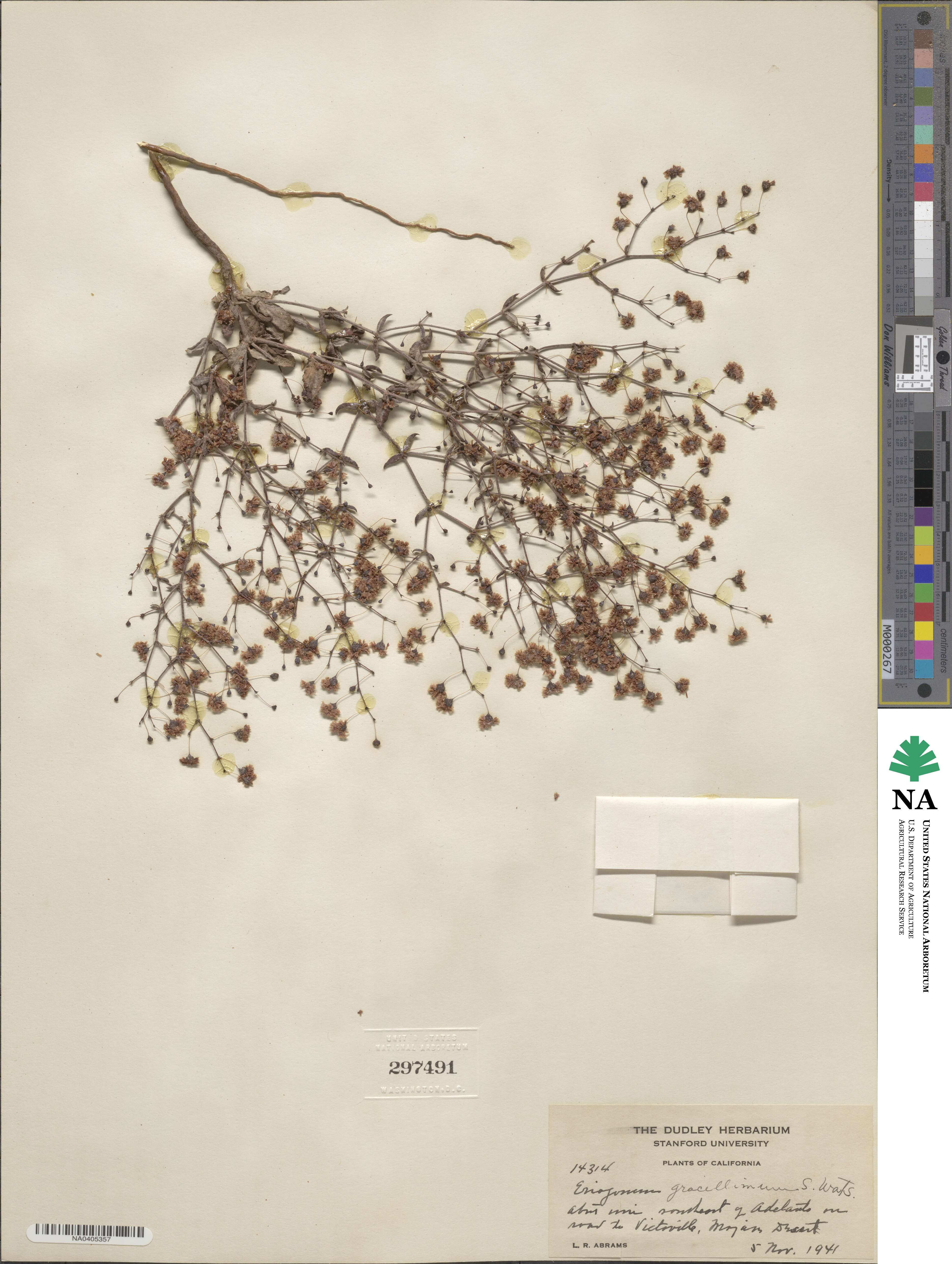 Eriogonum gracillimum image