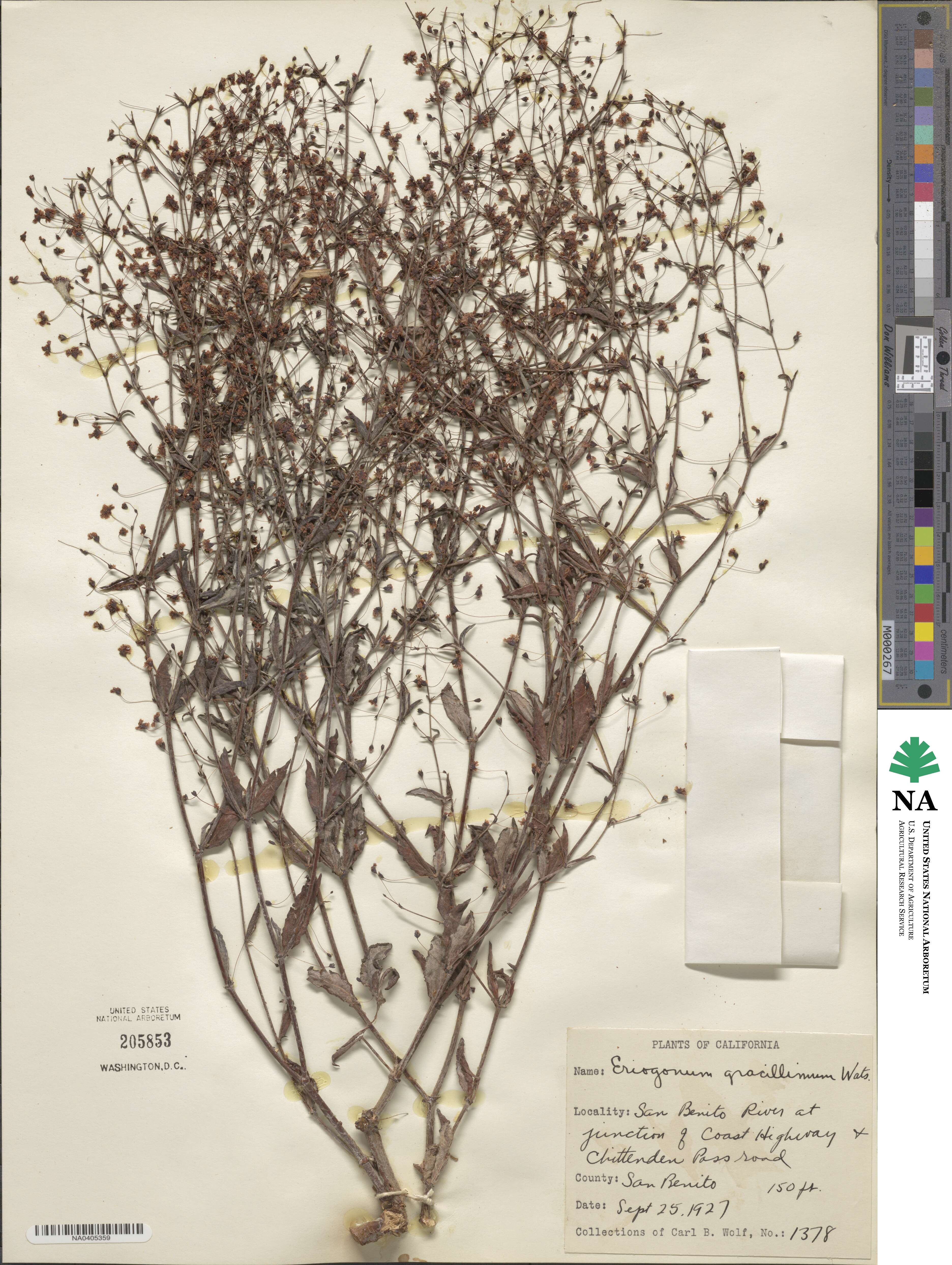 Eriogonum gracillimum image