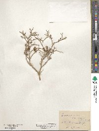 Eriogonum heermannii image