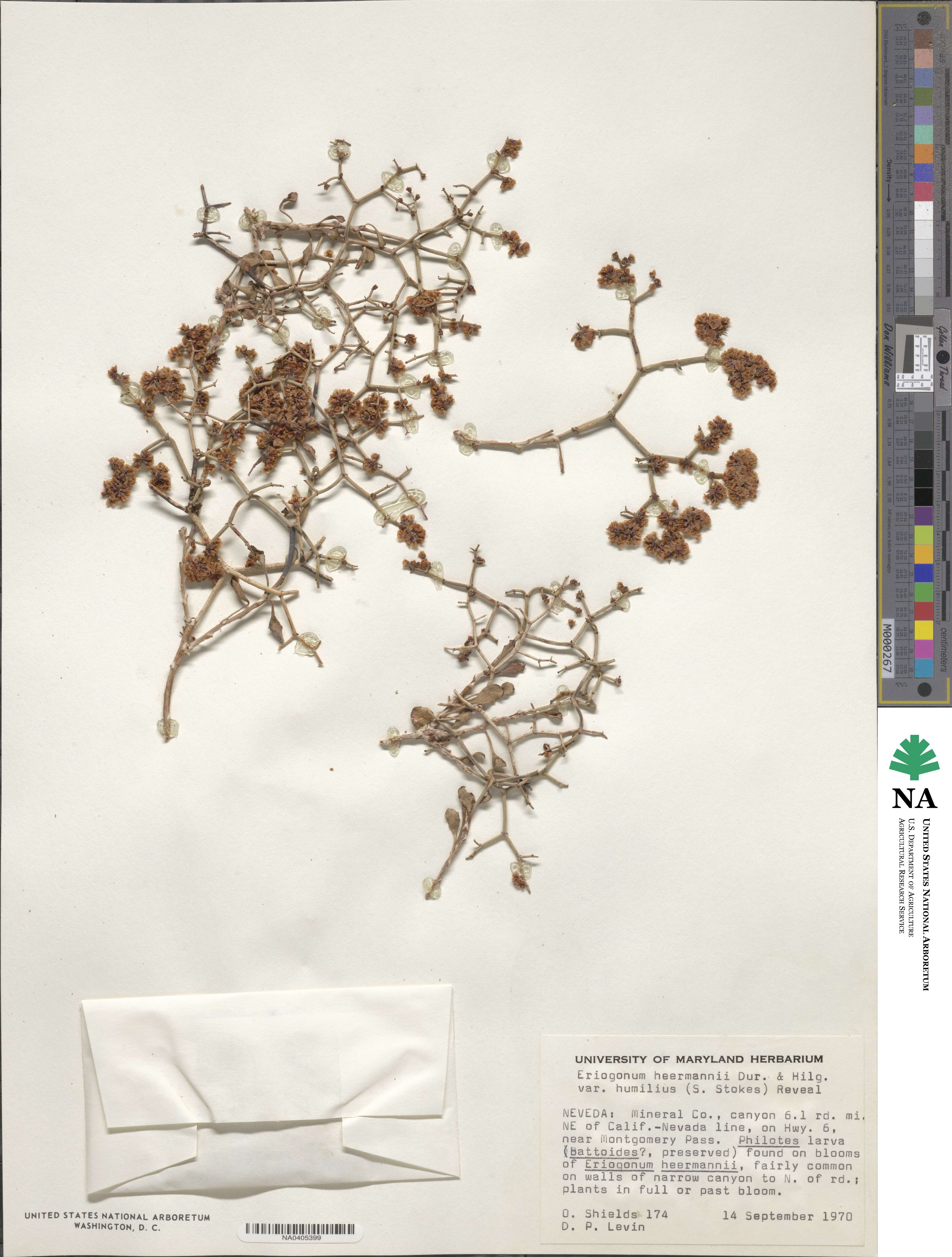 Eriogonum heermannii var. humilius image