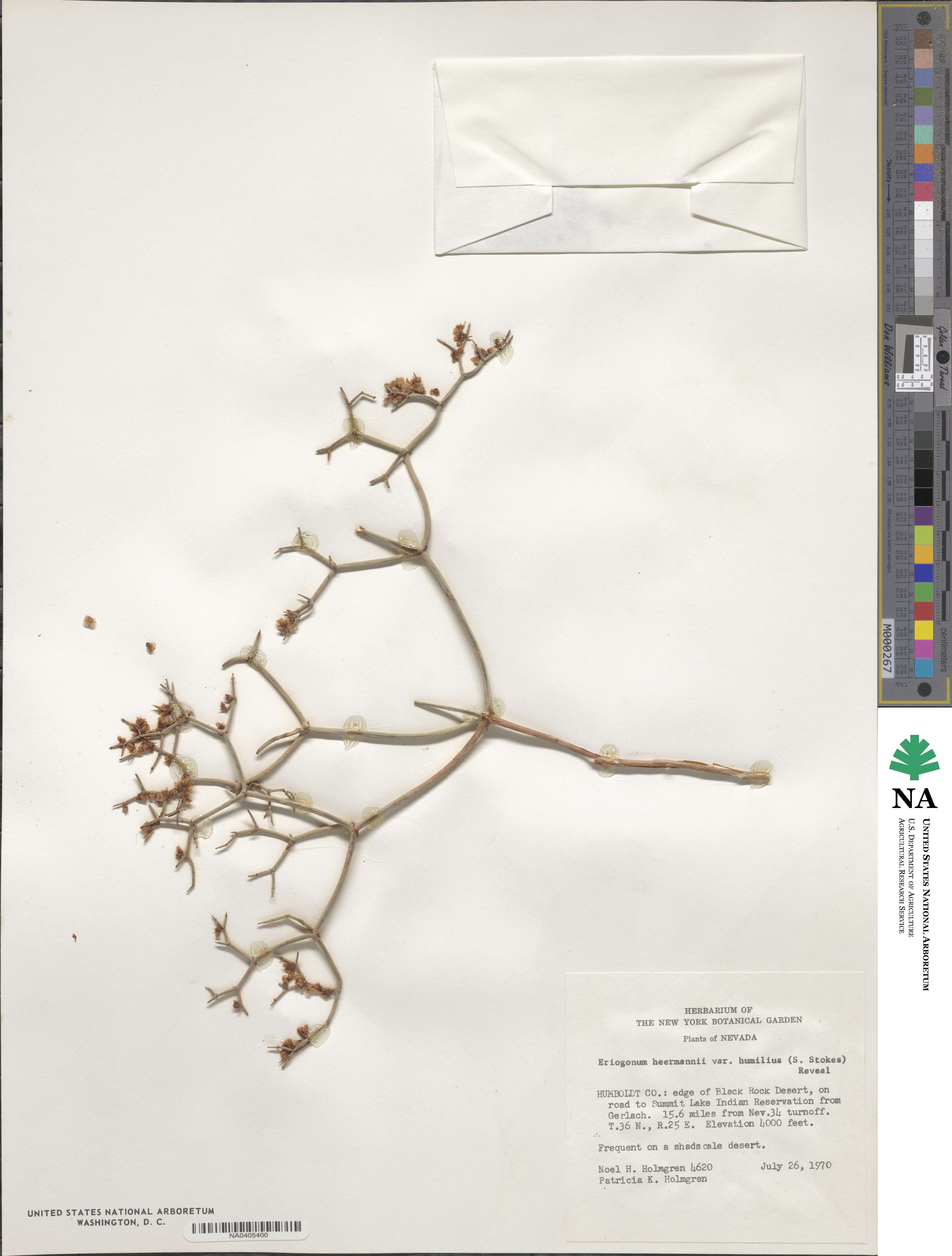 Eriogonum heermannii var. humilius image