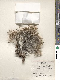 Eriogonum heermannii image