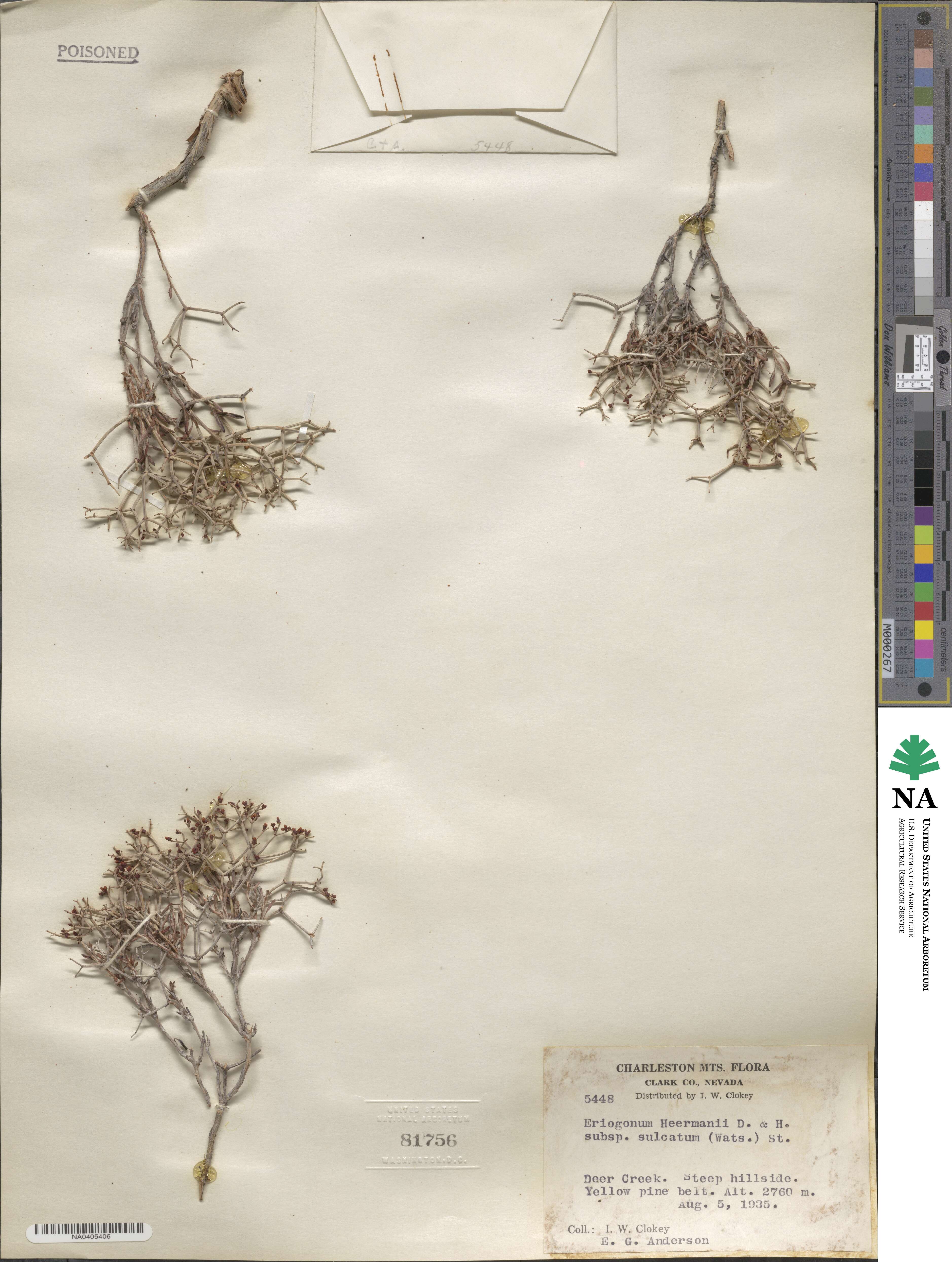 Eriogonum heermannii var. sulcatum image