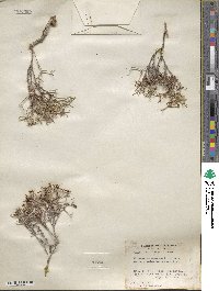 Eriogonum heermannii image