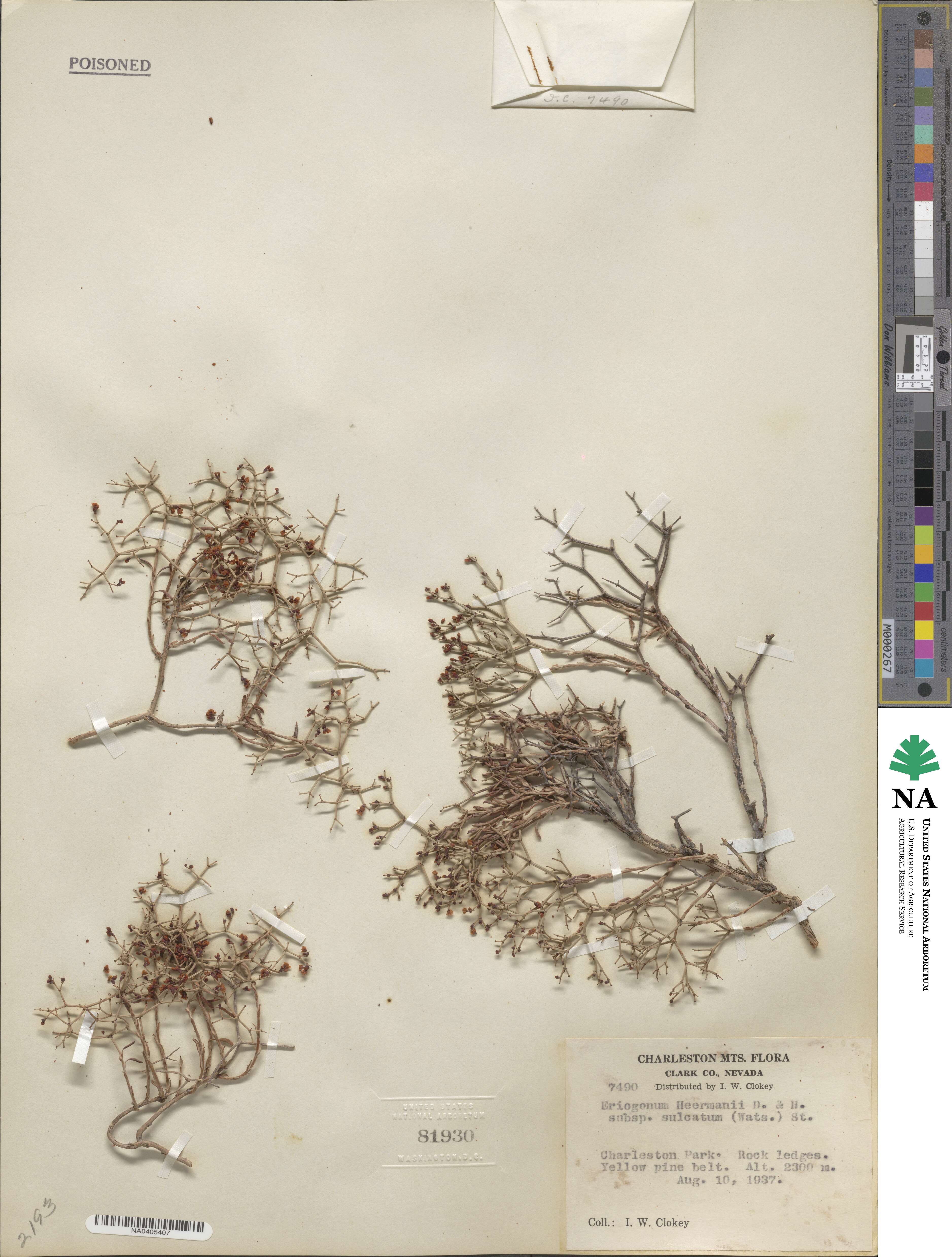 Eriogonum heermannii var. sulcatum image