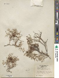 Eriogonum heermannii image